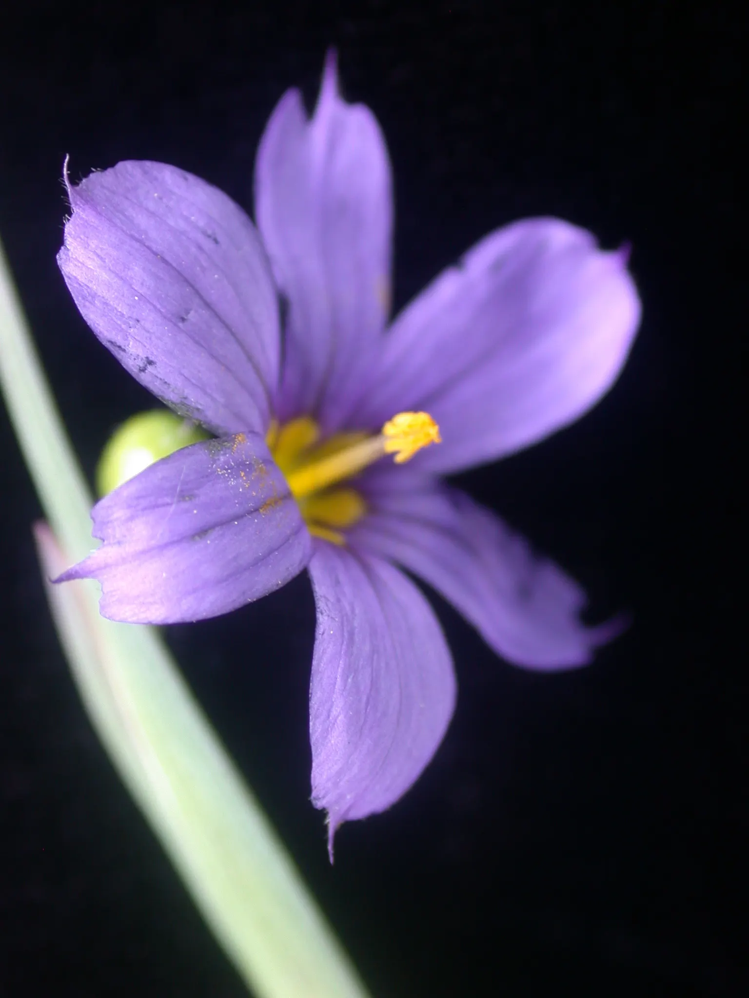 Blue-Eyed Grass (Sisyrinchium Angustifolium) — Blue-Eyed Grass punctuates the greenery with its star-shaped