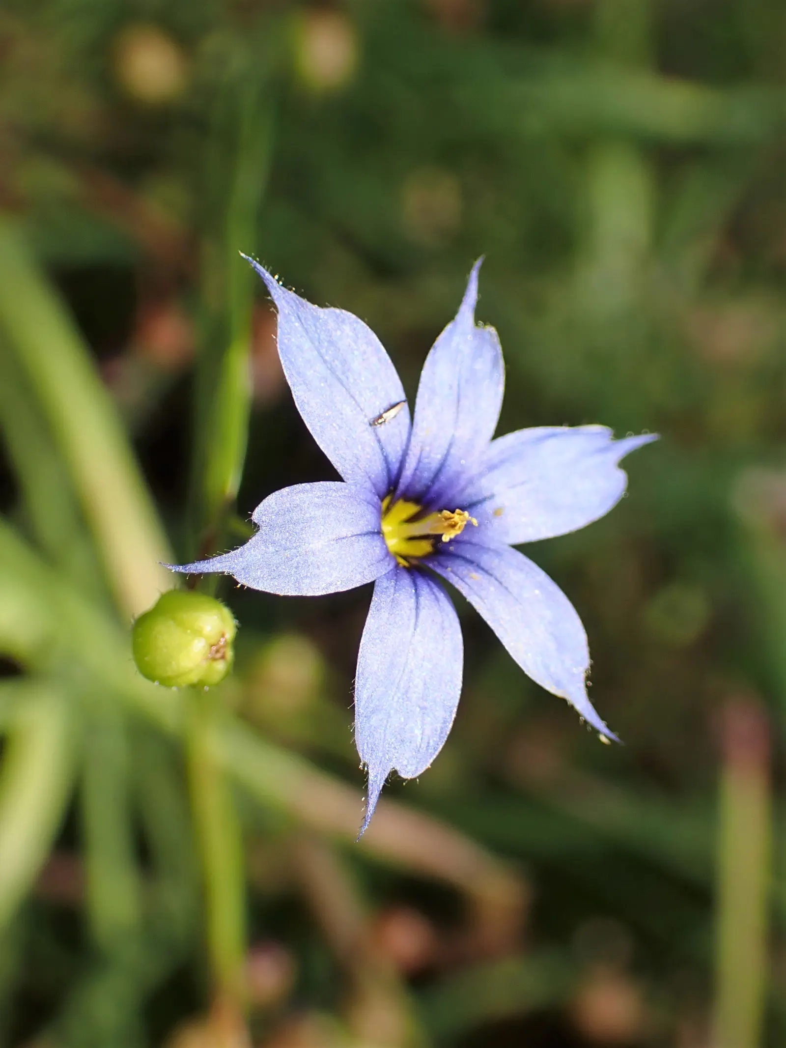 Blue-Eyed Grass (Sisyrinchium Angustifolium) — commonly known as Blue-Eyed Grass; blooming occurs in late spring through early summer, image 51