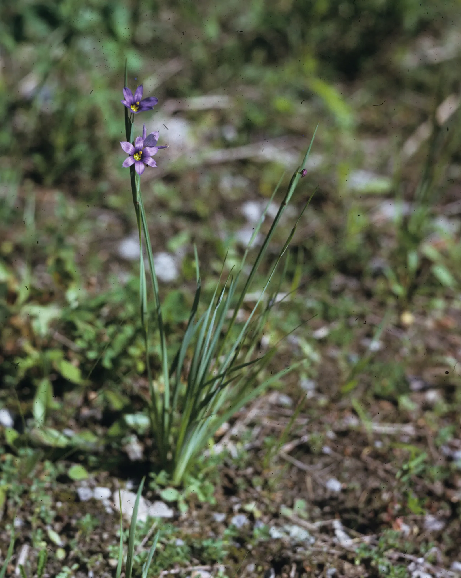 Blue-Eyed Grass (Sisyrinchium Angustifolium) — Blue-Eyed Grass reaches modest heights of approximately 6 to 12 inches and spreads just as wide; these blossoms
