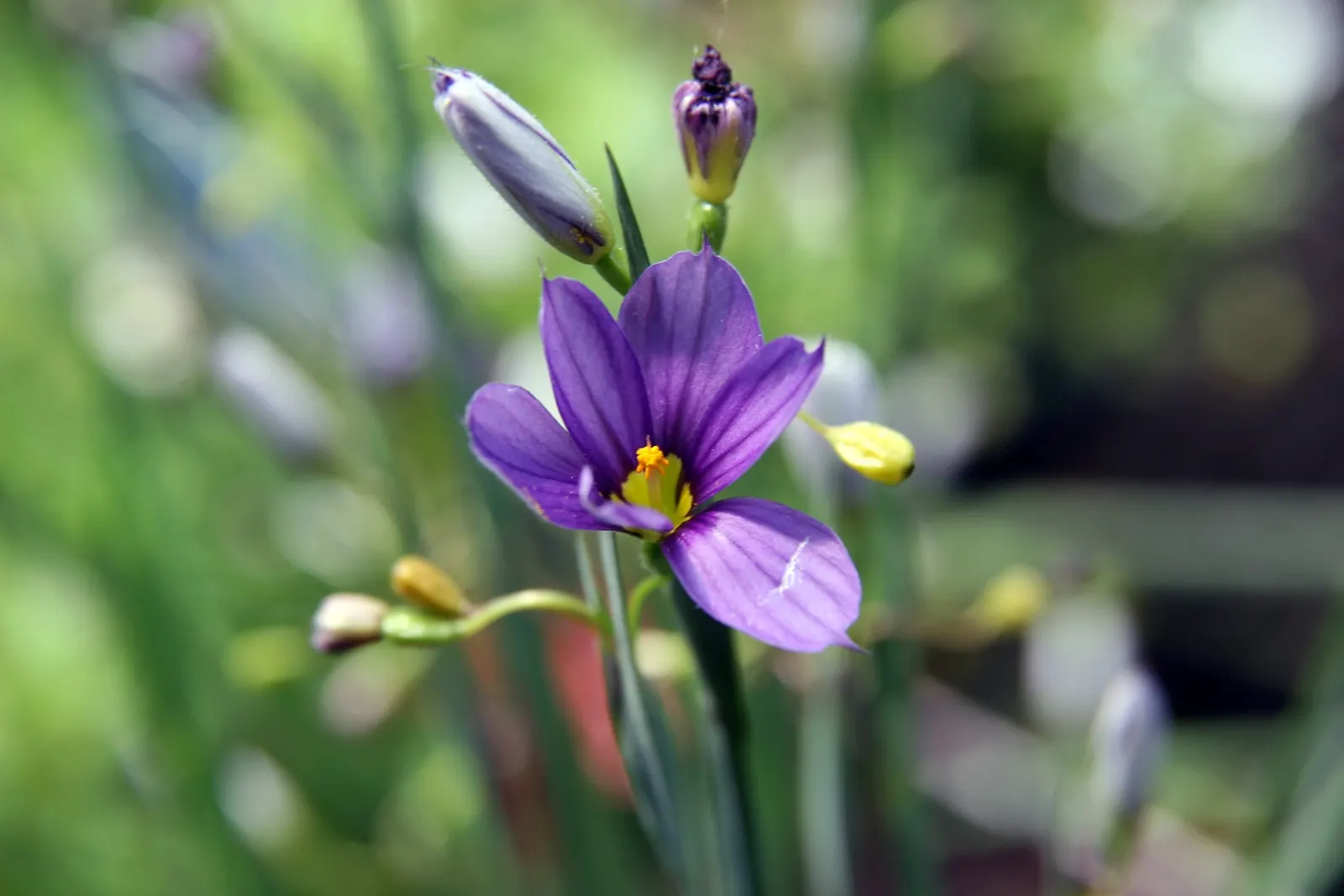 Blue-Eyed Grass (Sisyrinchium Angustifolium) — encouraging rejuvenation and preventing overcrowding