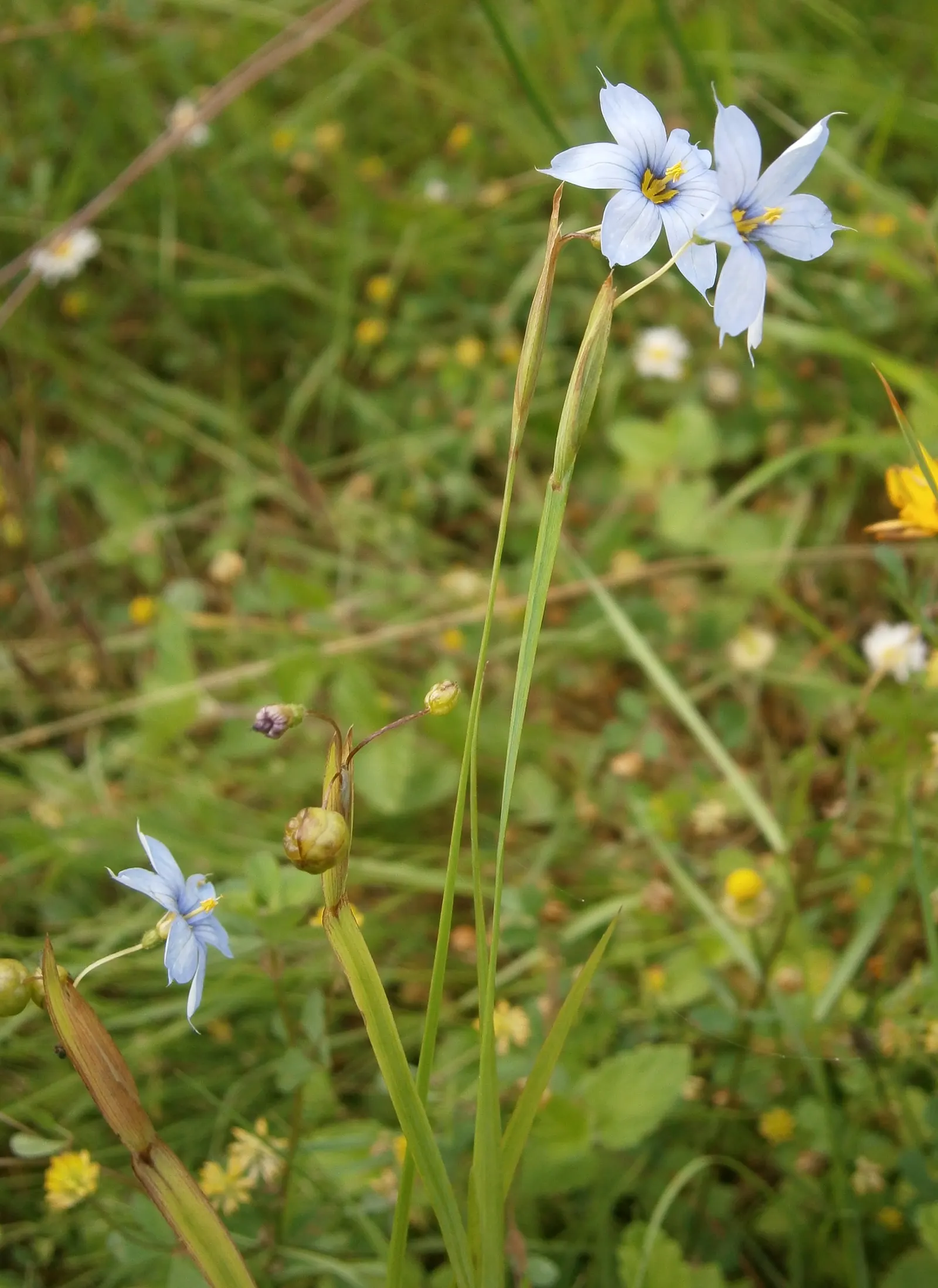 Blue-Eyed Grass (Sisyrinchium Angustifolium) — is a charming perennial with grass-like foliage reaching up to 18 inches in height; this plant, image 52