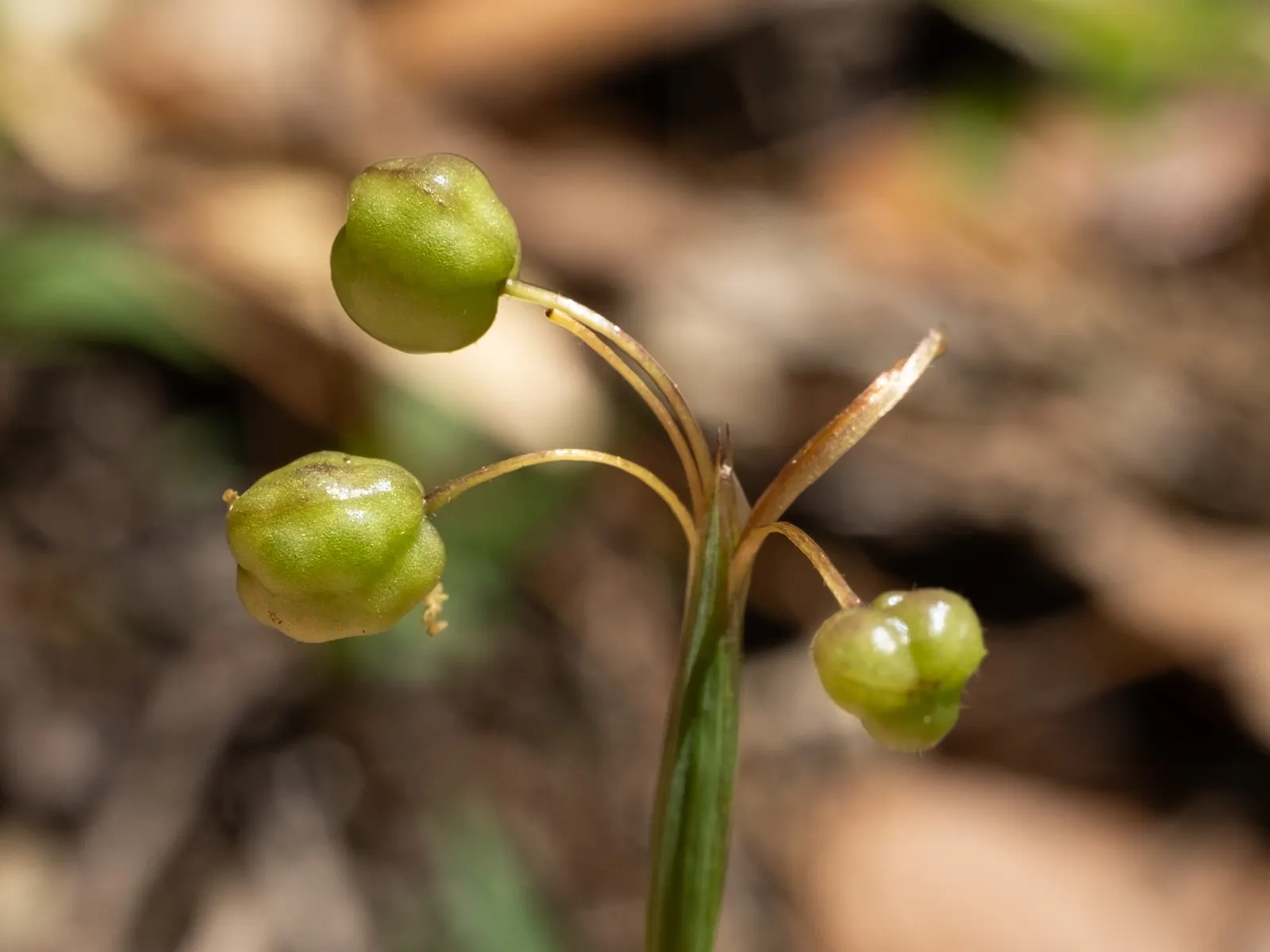 Blue-Eyed Grass (Sisyrinchium Angustifolium) — this plant performs optimally in well-drained soils with regular moisture; perennial with blue and purple blooms