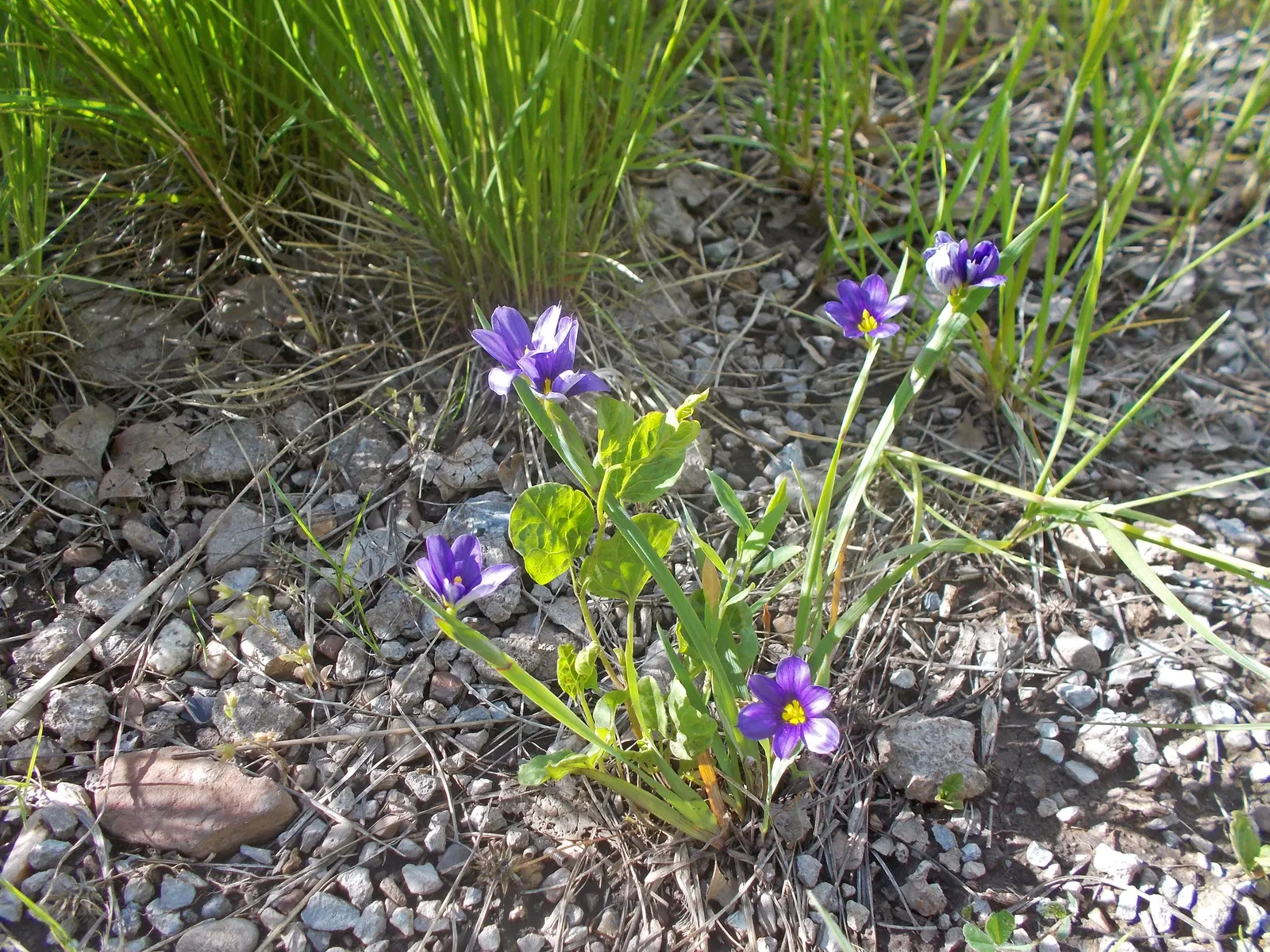 Blue-Eyed Grass (Sisyrinchium Angustifolium) — These blossoms are fleeting; each featuring a striking yellow eye at the center