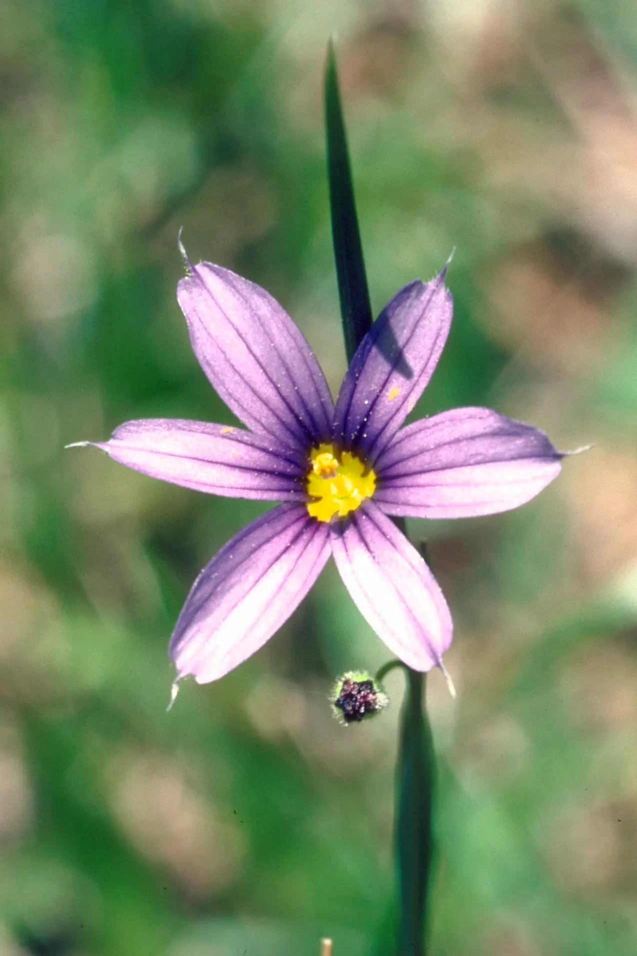 Blue-Eyed Grass (Sisyrinchium Angustifolium) — Department of Agriculture hardiness zones 4 through 9; blue-Eyed Grass reaches modest heights of approximately 6