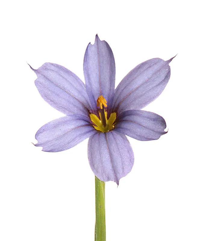 Blue-Eyed Grass (Sisyrinchium Angustifolium) — is a charming perennial with grass-like foliage reaching up to 18 inches in height