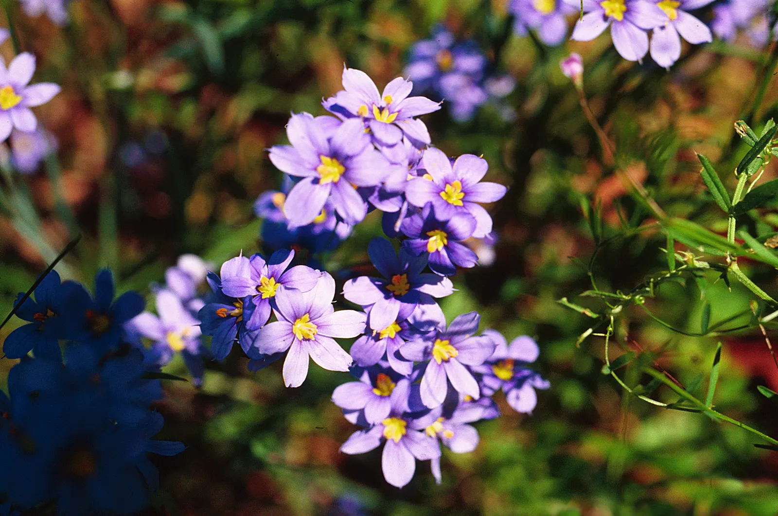 Blue-Eyed Grass (Sisyrinchium Angustifolium) — is a charming perennial with grass-like foliage reaching up to 18 inches in height; this plant performs