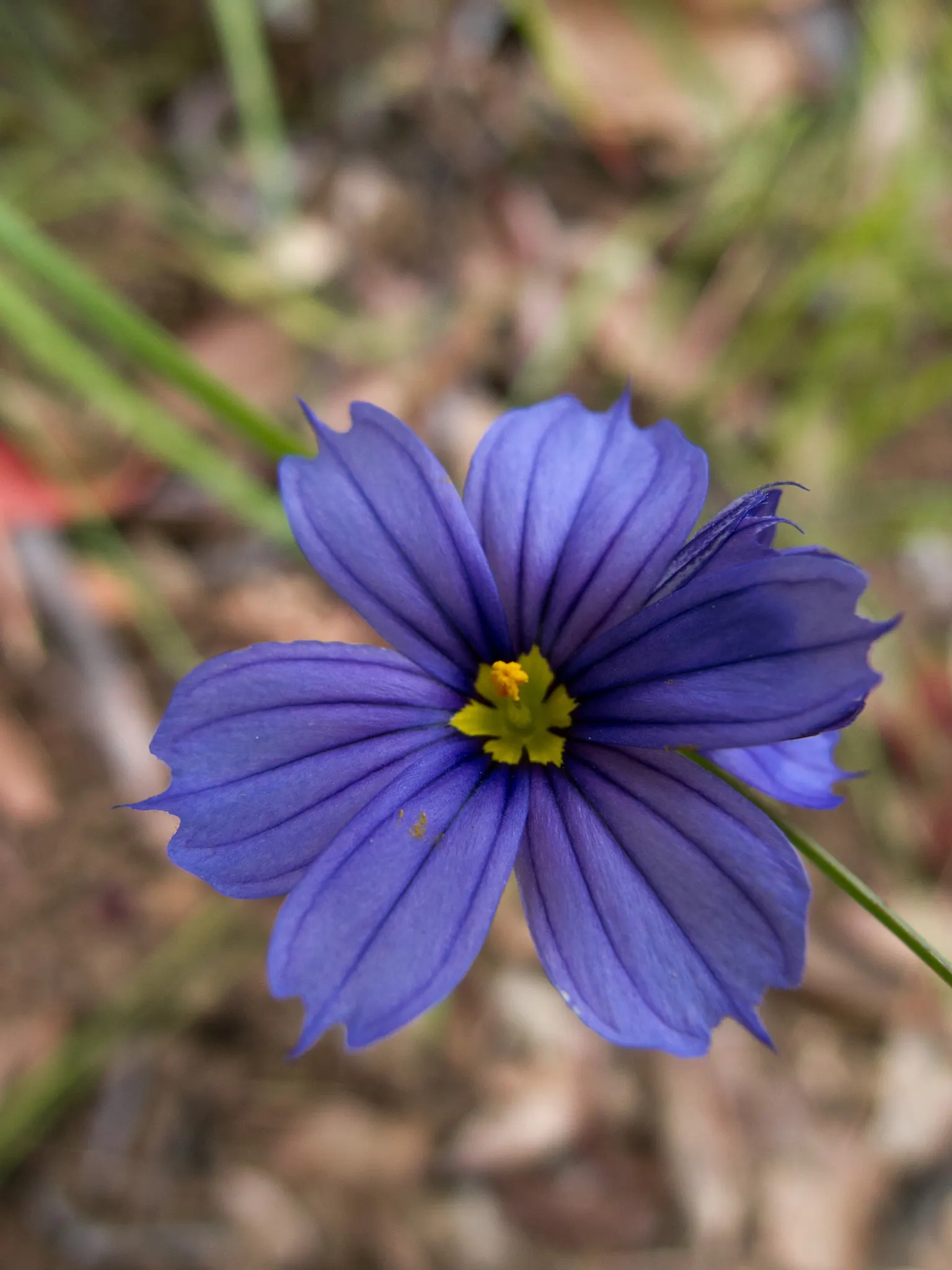 Blue-Eyed Grass (Sisyrinchium Angustifolium) — typically opening in the morning and closing by the late afternoon.<br><br>For the landscape designer; blue and