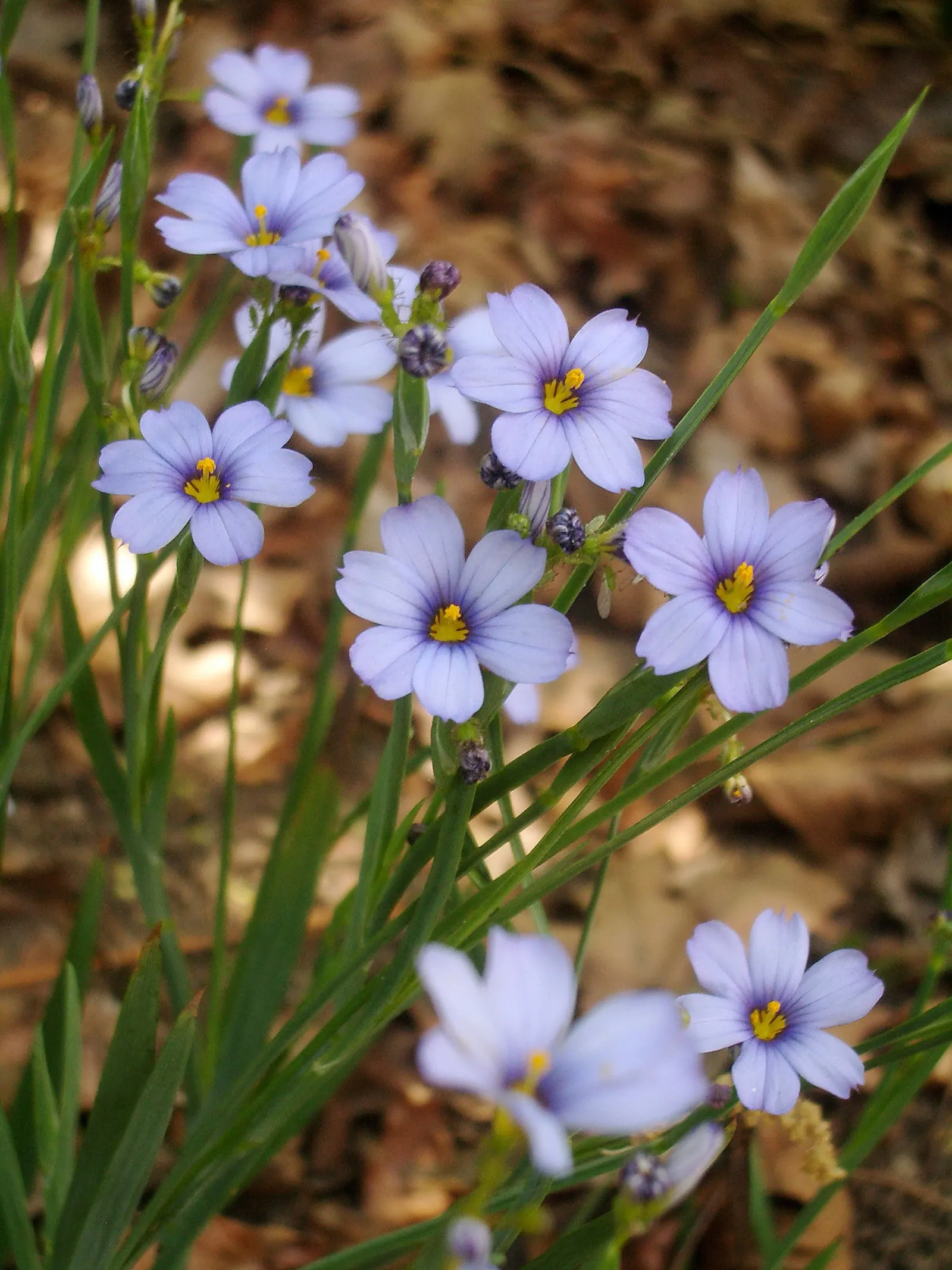 Blue-Eyed Grass (Sisyrinchium Angustifolium) — blue and purple flowers in the garden