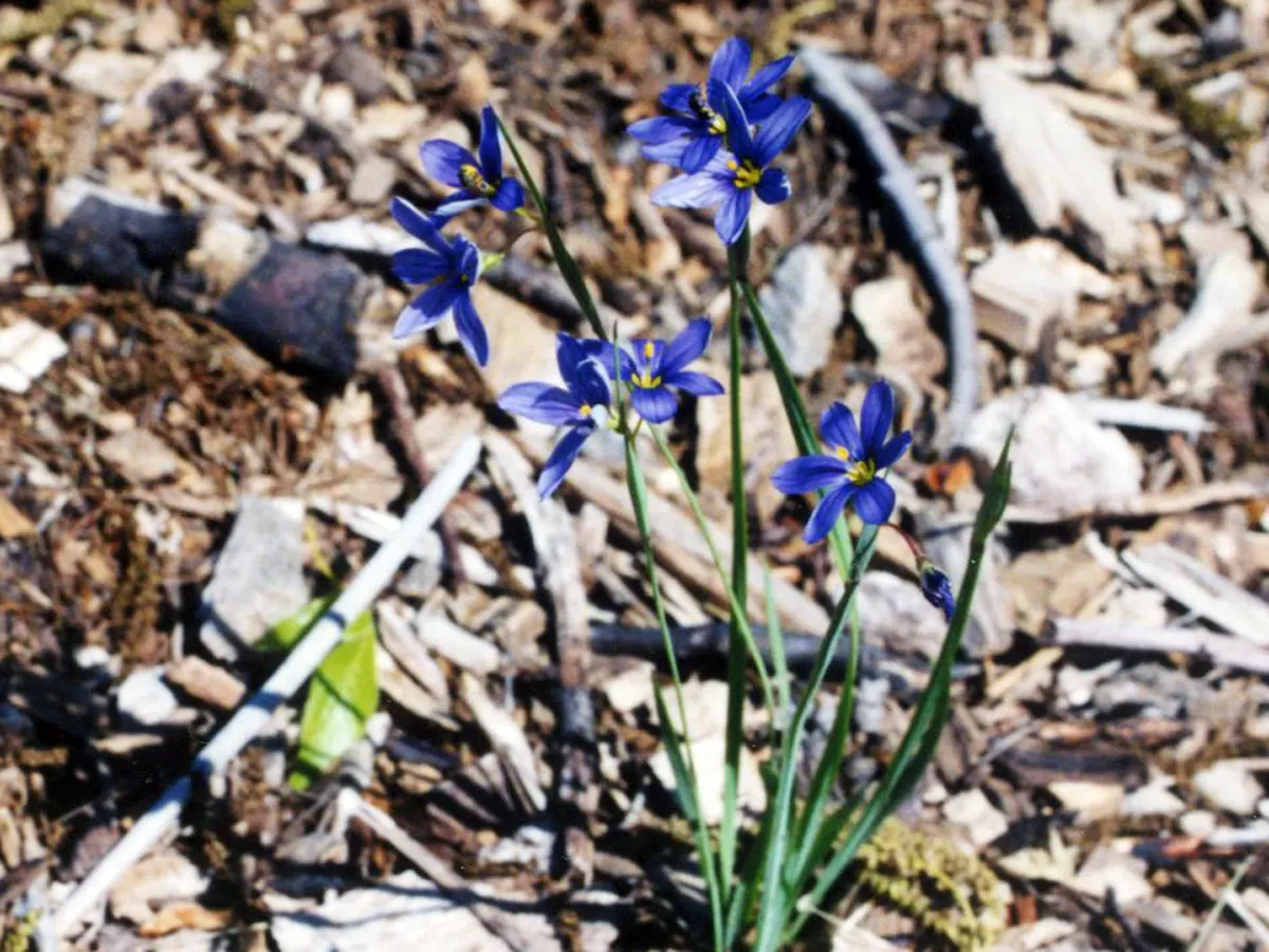 Blue-Eyed Grass (Sisyrinchium Angustifolium) — This North American native boasts small, star-shaped, periwinkle flowers with striking gold centers, image 53