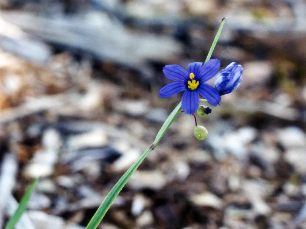 Blue-Eyed Grass (Sisyrinchium Angustifolium) — is a charming and resilient perennial suited to enhance the vivid tapestry of your garden