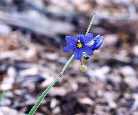 Blue-Eyed Grass (Sisyrinchium Angustifolium) — this plant performs optimally in well-drained soils with regular moisture