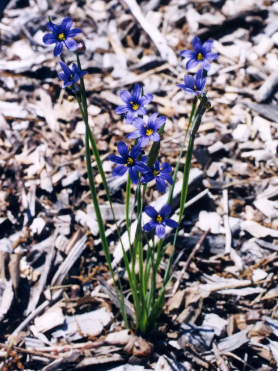 Blue-Eyed Grass (Sisyrinchium Angustifolium) — Blooming occurs in late spring through early summer; perennial for full or half, image 54