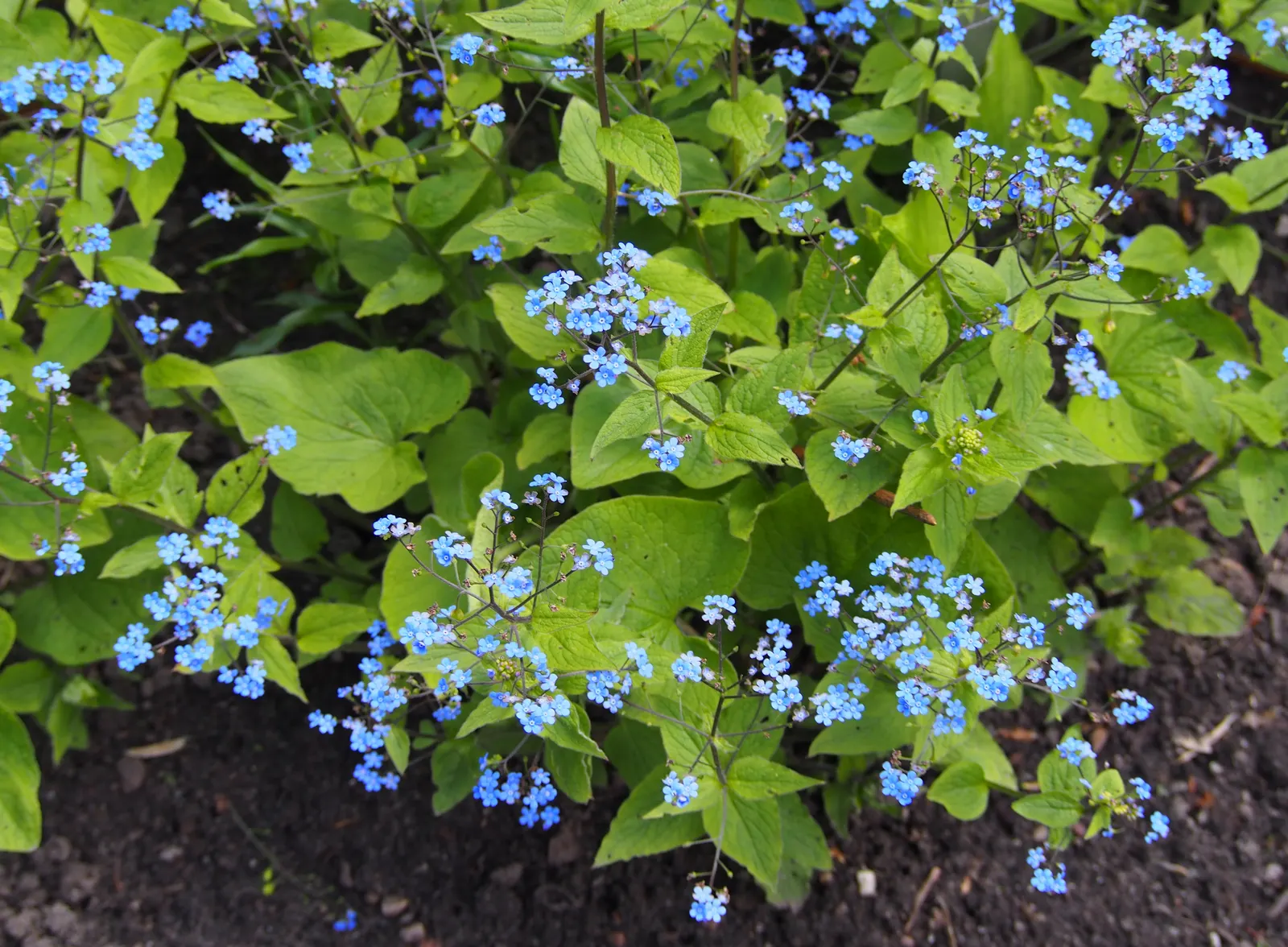Siberian Bugloss (Brunnera Macrophylla) — It is relatively low-maintenance; siberian Bugloss requires moist, well-drained soil with ample organic, image 67
