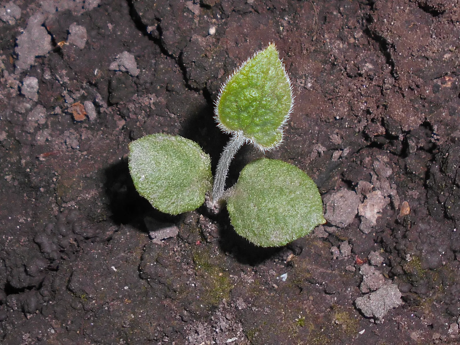 Siberian Bugloss (Brunnera Macrophylla) — heart-shaped leaves are typically deep green with a rough texture
