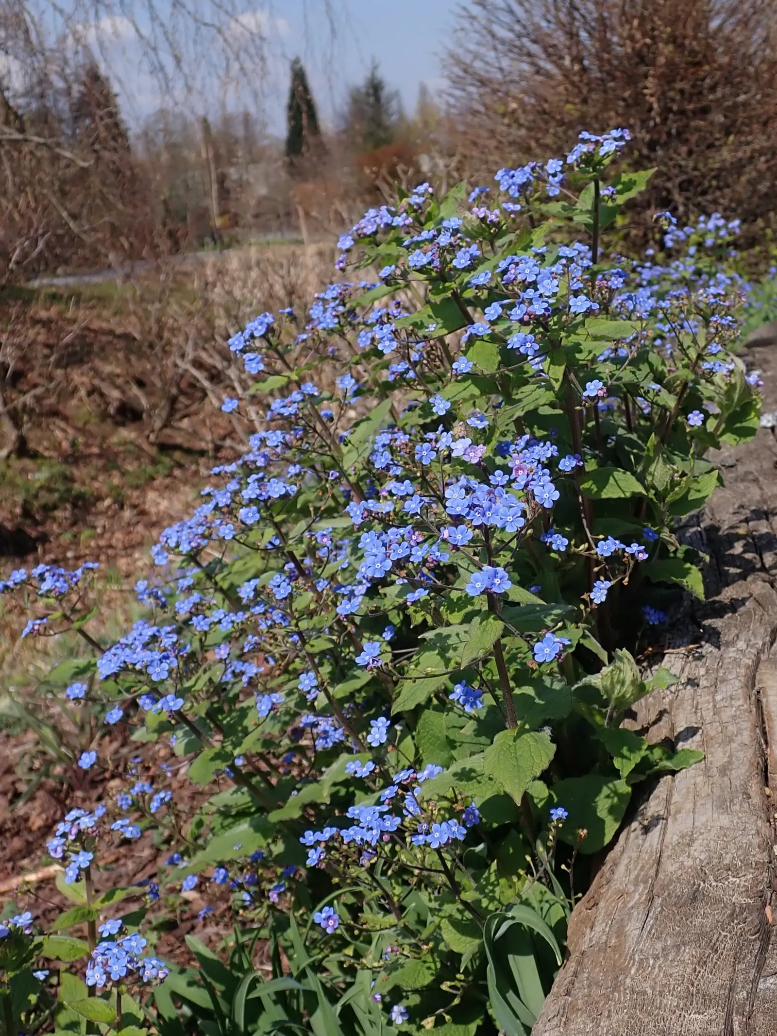Siberian Bugloss (Brunnera Macrophylla) — Its lush foliage and cobalt blooms provide a cool; this plant can be an excellent addition to city gardens