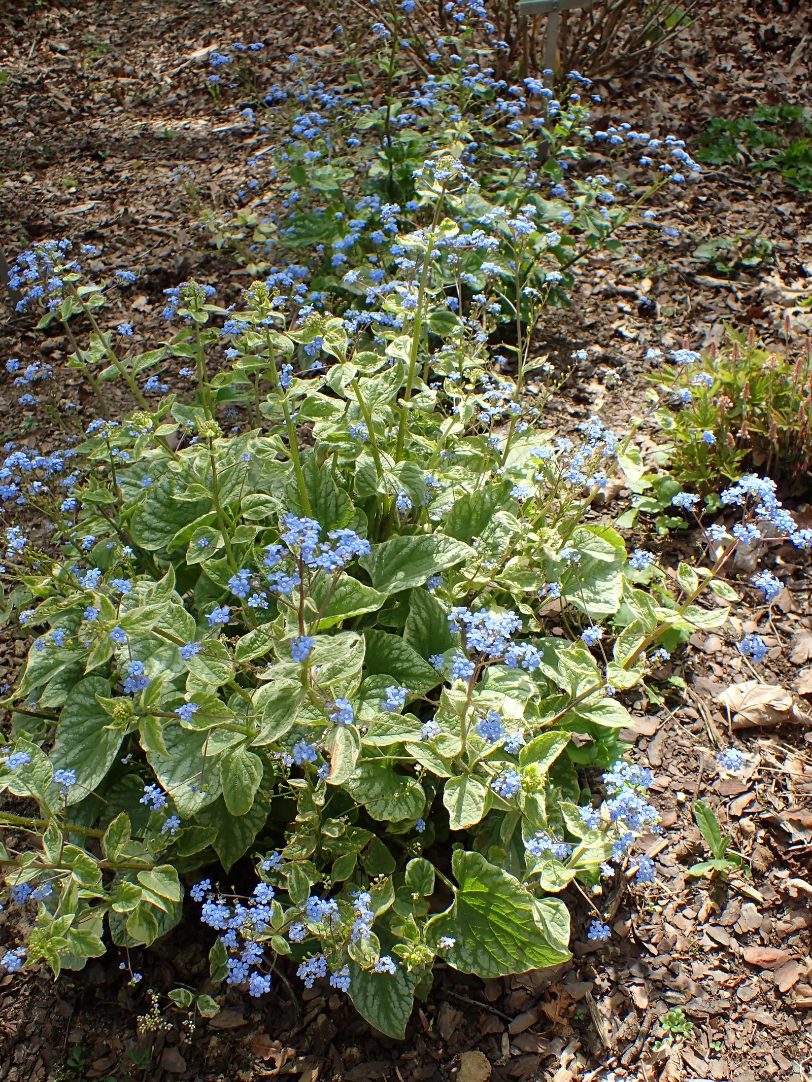 Siberian Bugloss (Brunnera Macrophylla) — vibrant blue flowers emerge, image 63