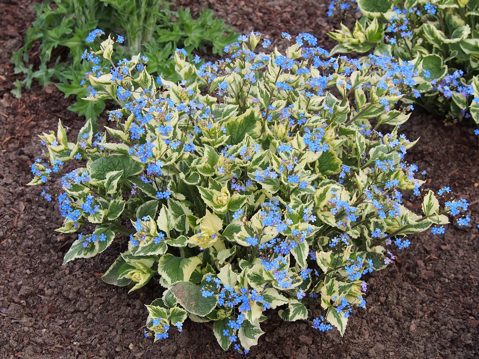 Siberian Bugloss (Brunnera Macrophylla) — Thriving in part to full shade, it reaches a mature size of 12-15 inches high and 18-24 inches wide; tolerant of