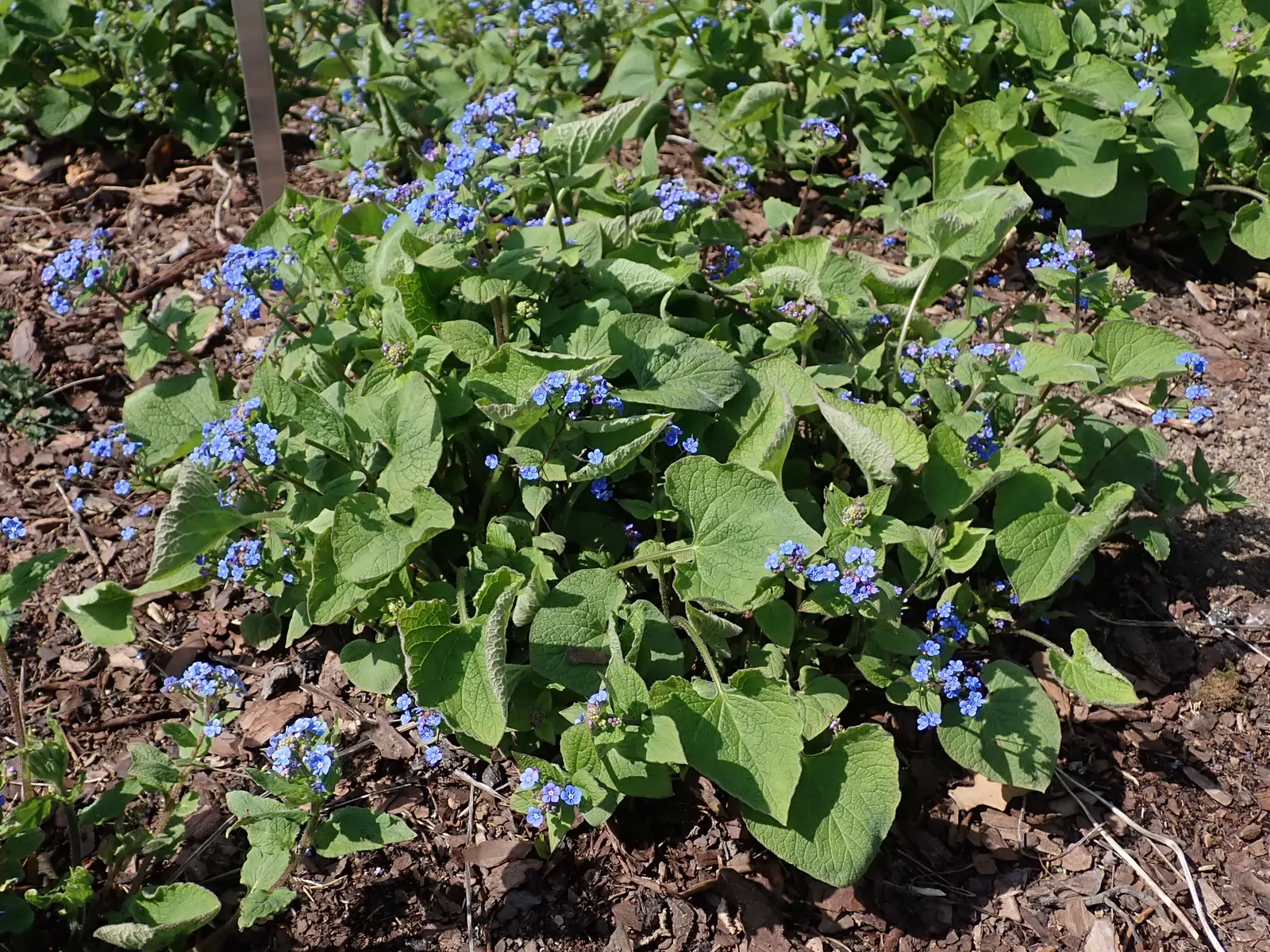 Siberian Bugloss (Brunnera Macrophylla) — Requires moist, well-drained soil; ground cover / perennial for deep shade or shade
