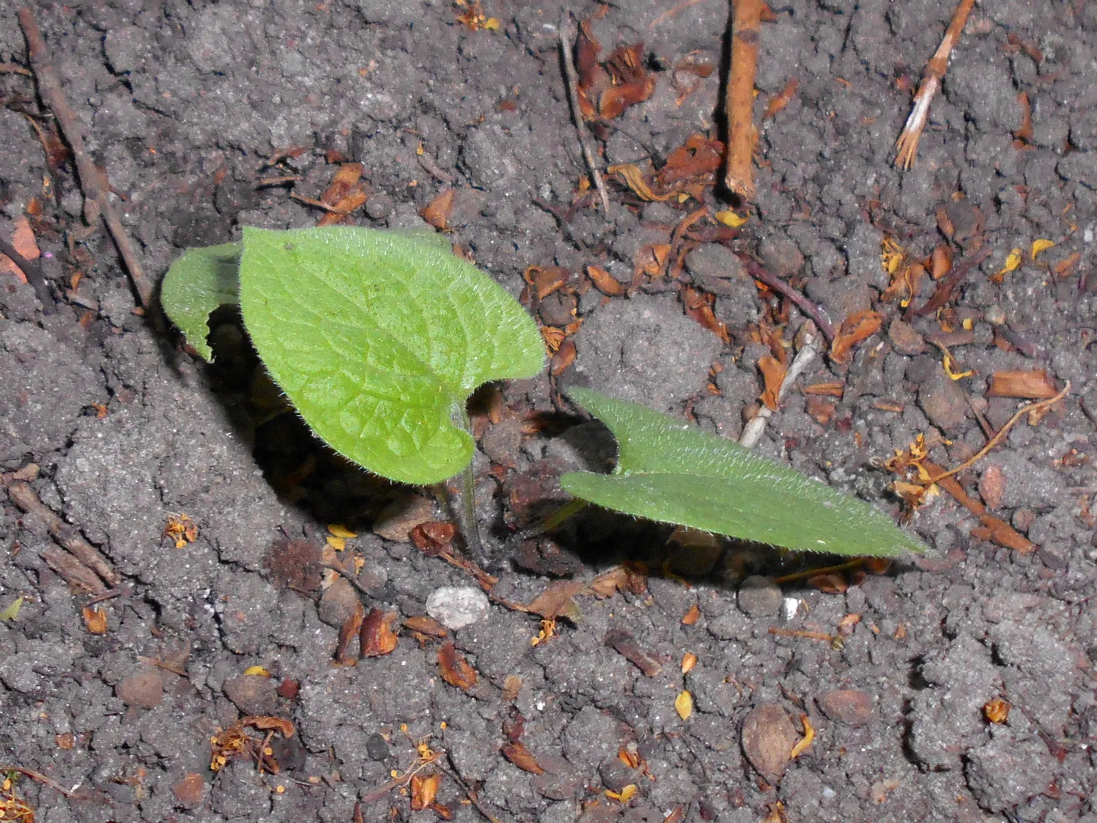 Siberian Bugloss (Brunnera Macrophylla) — forming a lush mound of foliage; thriving in part to full shade, it reaches a mature size of 12-15 inches high and
