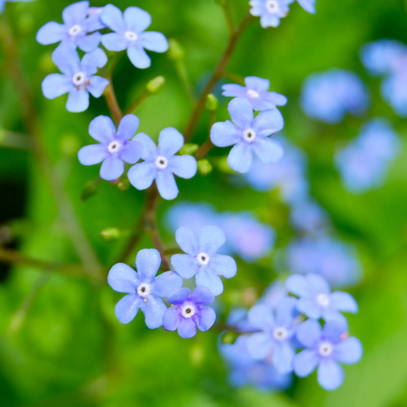 Siberian Bugloss (Brunnera Macrophylla) — ground cover / perennial for deep shade or shade; serene ambiance and will interest visitors with its visual appeal