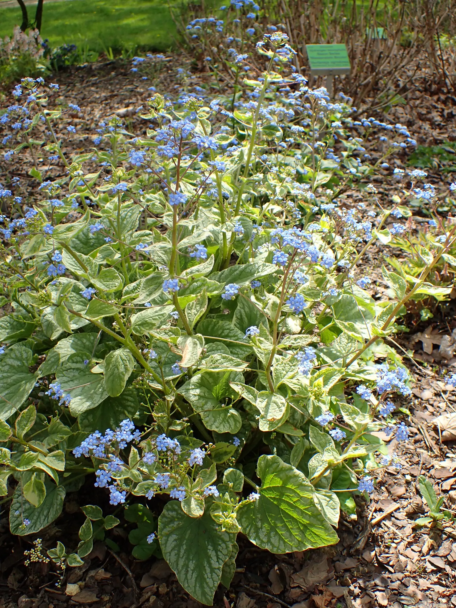 Siberian Bugloss (Brunnera Macrophylla) — typically from April to May; scientifically named Brunnera macrophylla, image 87