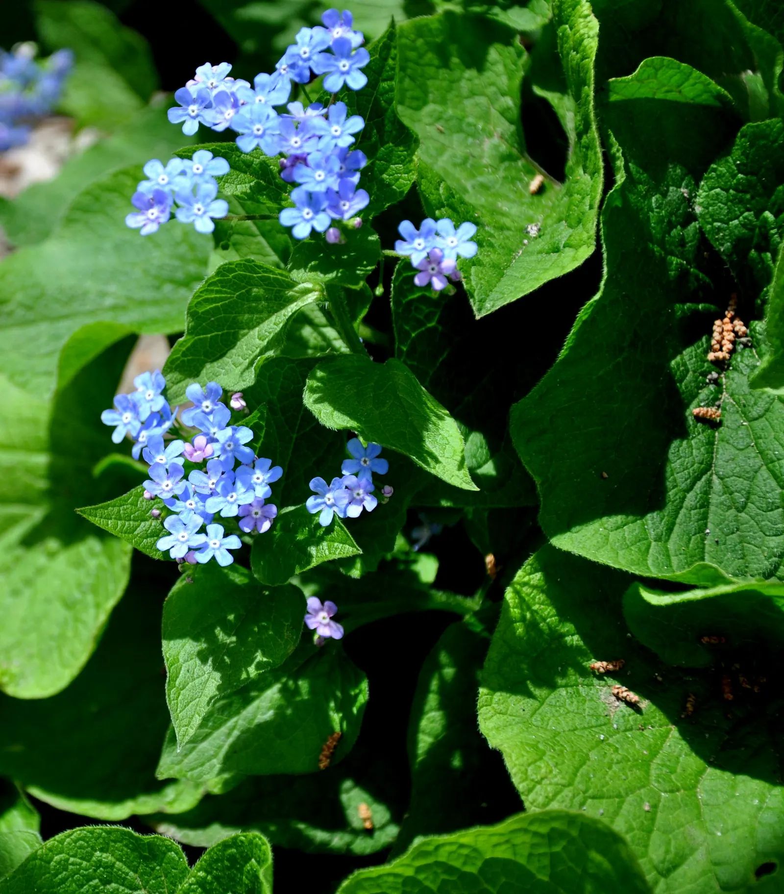 Siberian Bugloss (Brunnera Macrophylla) — serene ambiance and will interest visitors with its visual appeal and durability