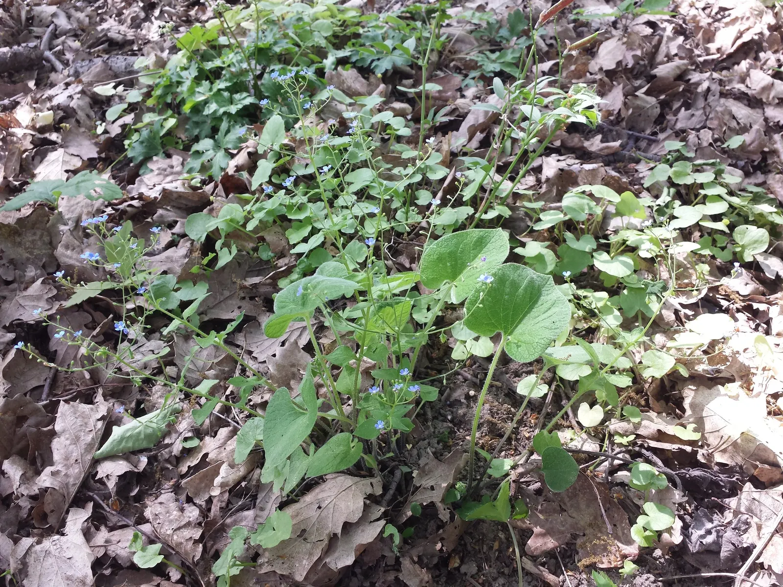 Siberian Bugloss (Brunnera Macrophylla) — scientifically named Brunnera macrophylla; providing a charming contrast against the foliage