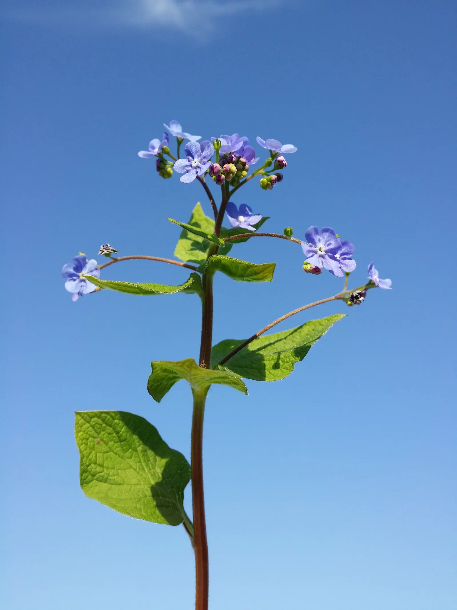 Siberian Bugloss (Brunnera Macrophylla) — commonly known as Siberian Bugloss
