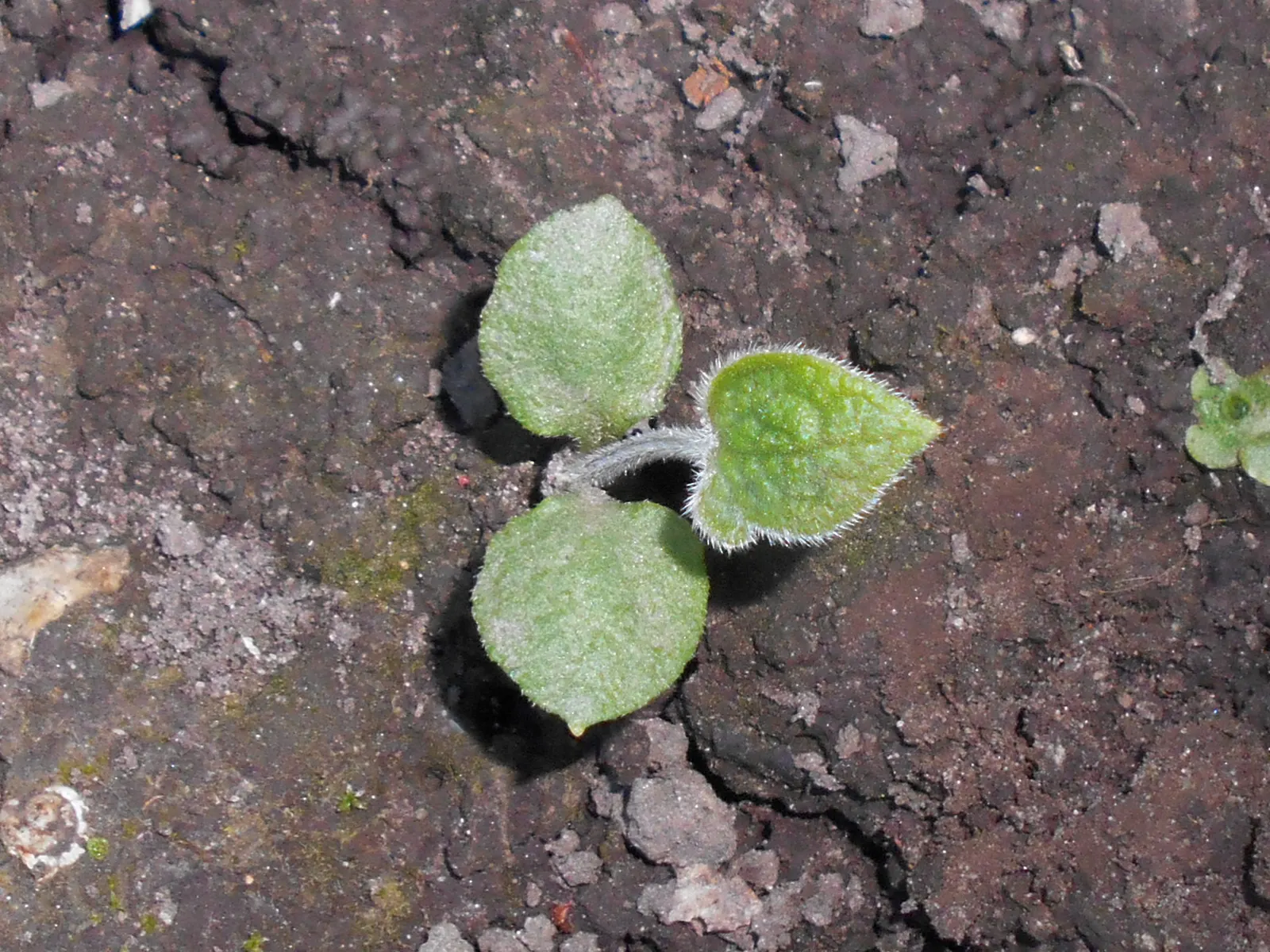 Siberian Bugloss (Brunnera Macrophylla) — scientifically named Brunnera macrophylla