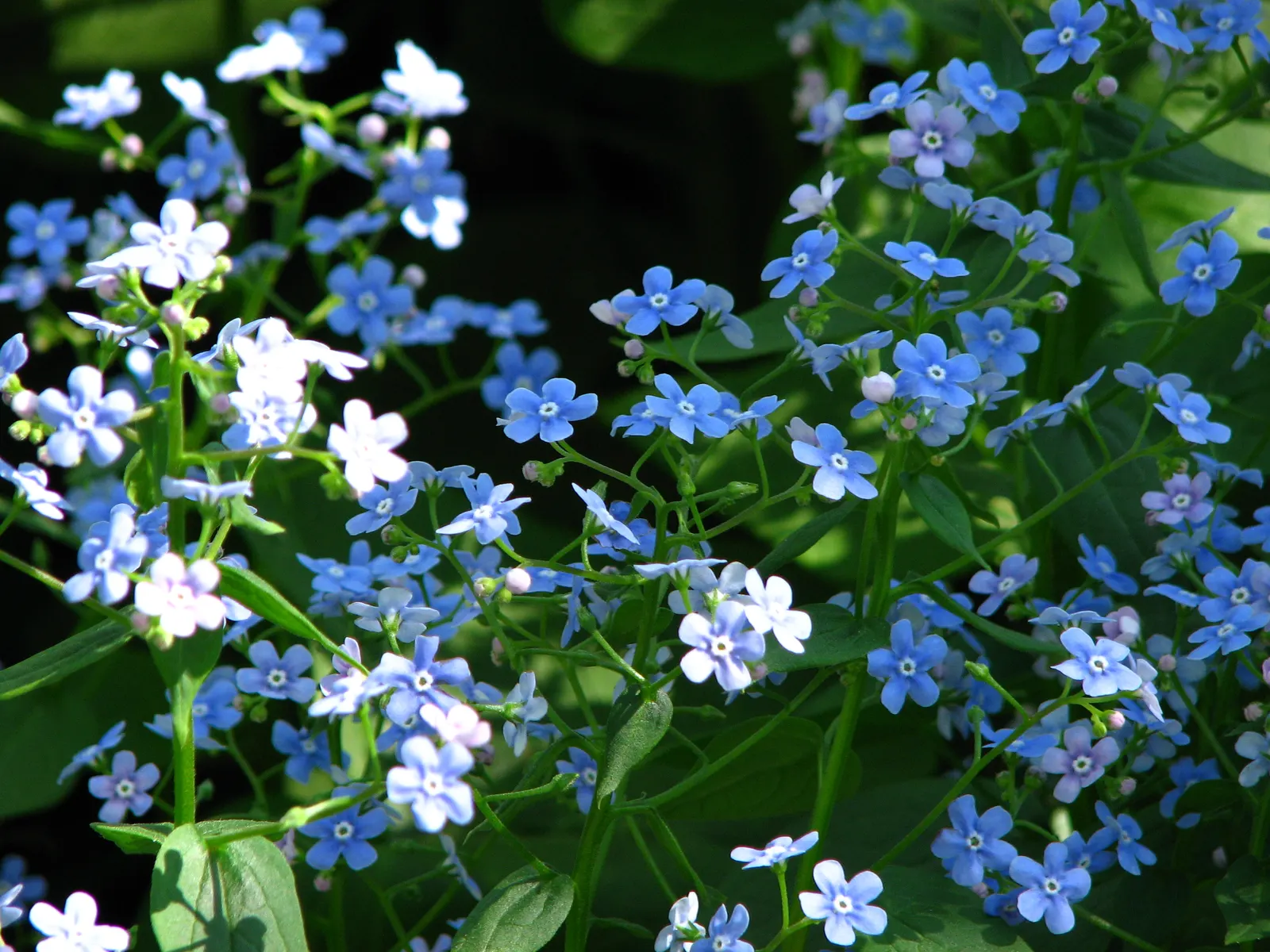 Siberian Bugloss (Brunnera Macrophylla) — notably in cultivated varieties such as \'Jack Frost\' or \'Variegata\'; ground cover / perennial with, image 86
