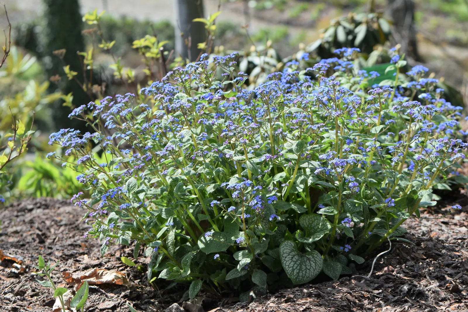 Siberian Bugloss (Brunnera Macrophylla) — blue flowers in the garden; forming a lush mound of foliage, image 73