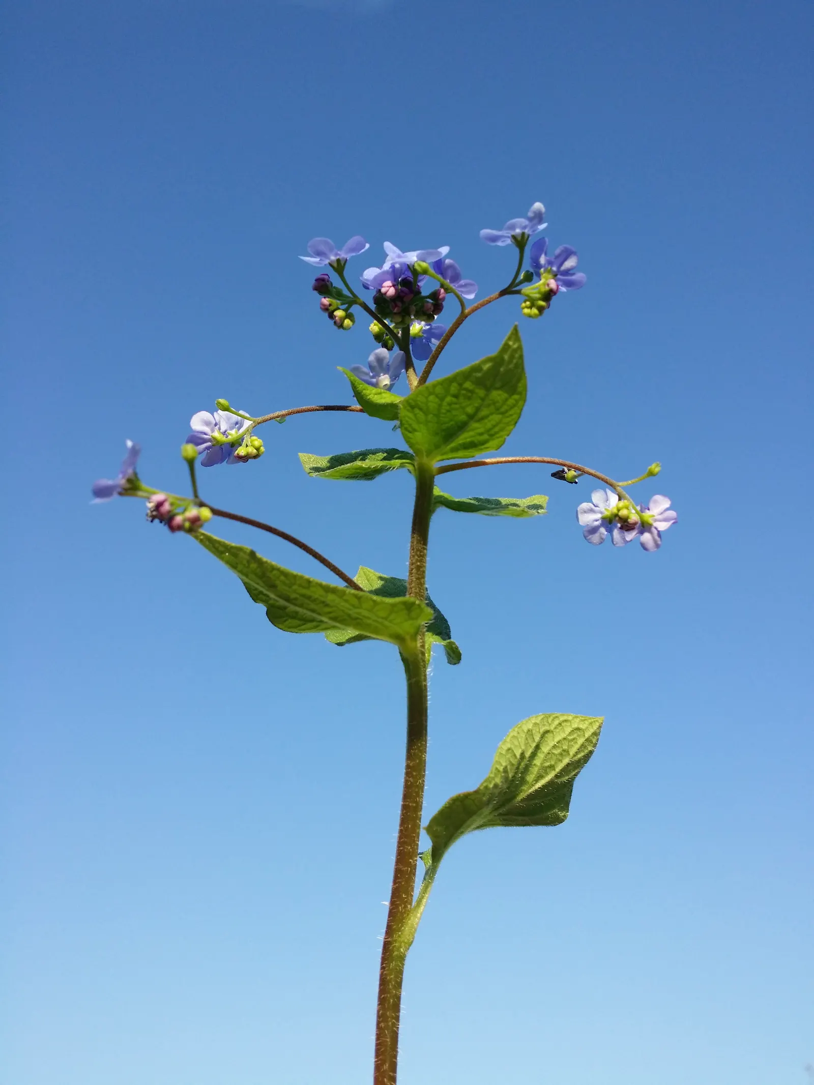Siberian Bugloss (Brunnera Macrophylla) — often displaying variegation or frost-like patterns