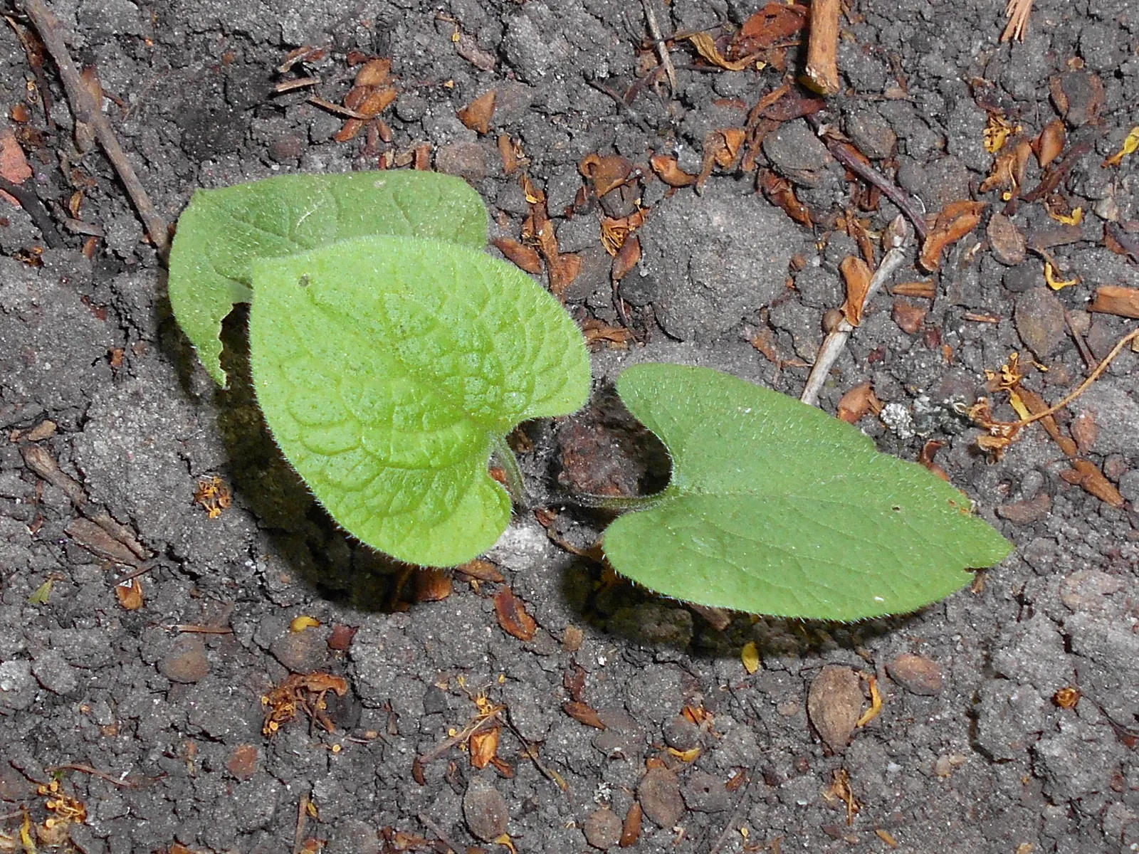Siberian Bugloss (Brunnera Macrophylla) — often displaying variegation or frost-like patterns; it is relatively low-maintenance