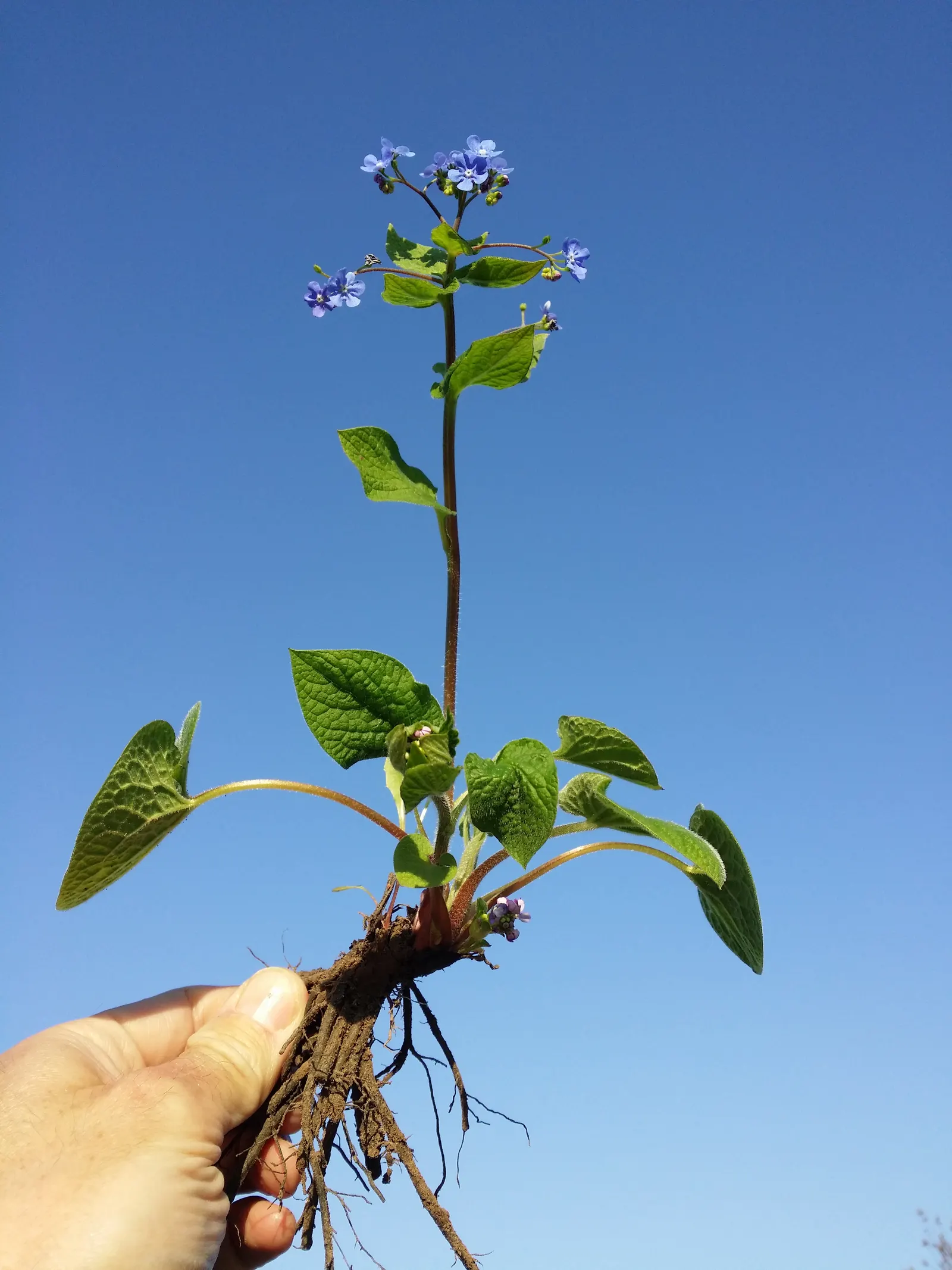 Siberian Bugloss (Brunnera Macrophylla) — commonly known as Siberian Bugloss; requires moist, well-drained soil, image 51