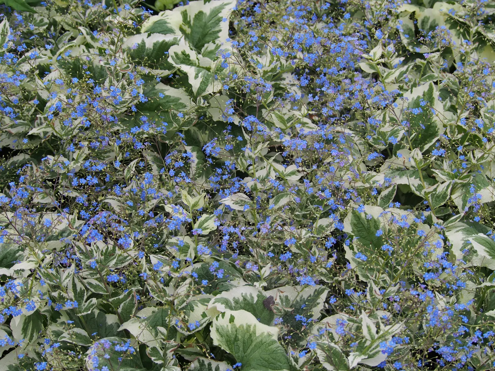 Siberian Bugloss (Brunnera Macrophylla) — sky-blue flowers akin to forget-me-nots