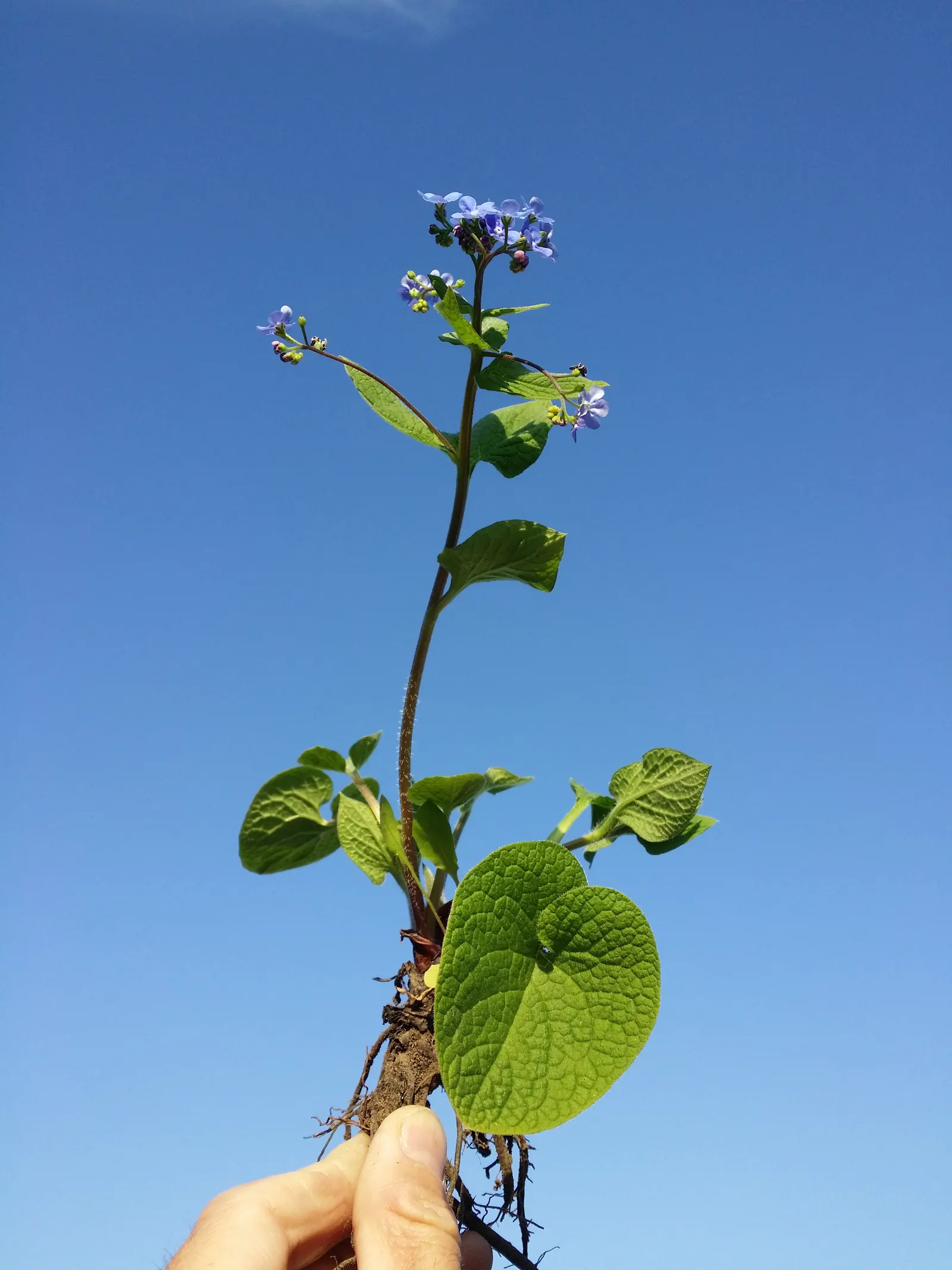 Siberian Bugloss (Brunnera Macrophylla) — sky-blue flowers akin to forget-me-nots; notably in cultivated varieties such as \'Jack Frost\' or, image 77
