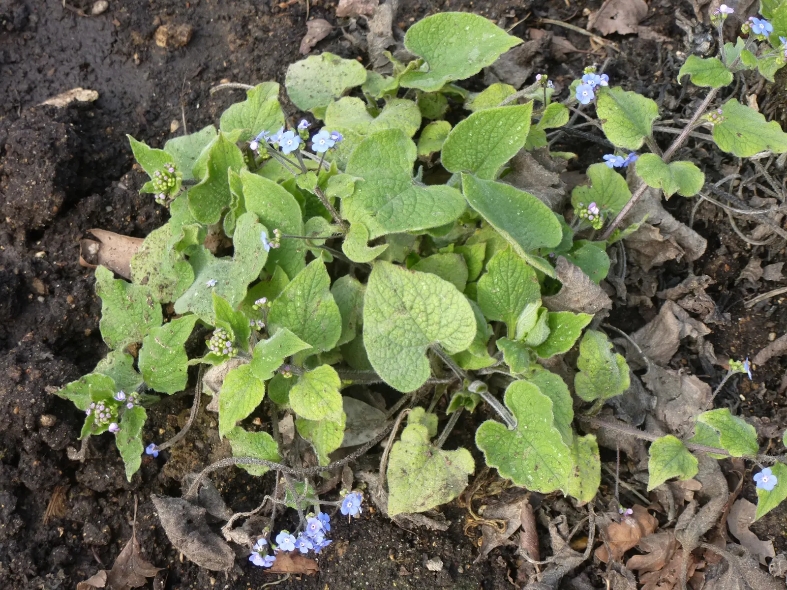 Siberian Bugloss (Brunnera Macrophylla) — notably in cultivated varieties such as \'Jack Frost\' or \'Variegata\'; ground cover / perennial with blue blooms