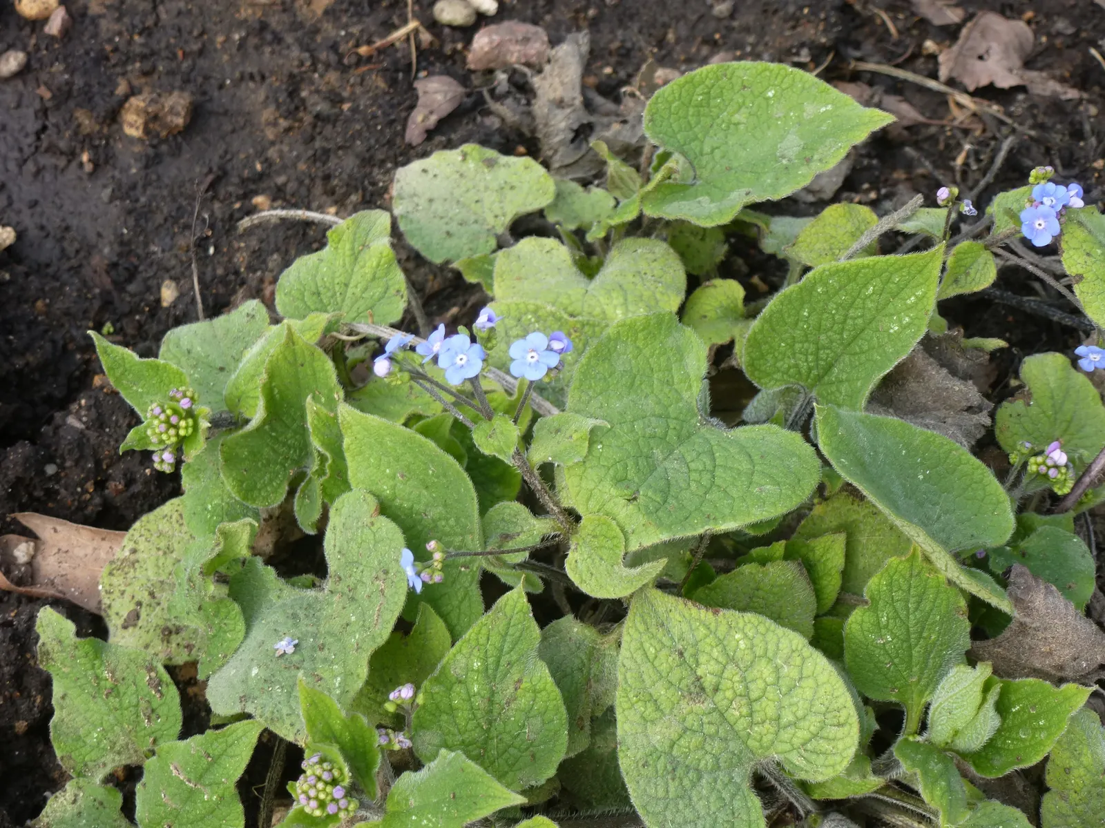 Siberian Bugloss (Brunnera Macrophylla) — Remarkable for its foliage texture, it's ideal for woodland gardens and as a groundcover; with a similar, image 55