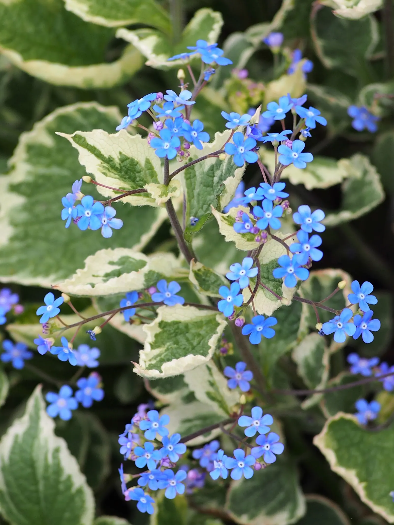 Siberian Bugloss (Brunnera Macrophylla) — providing a charming contrast against the foliage