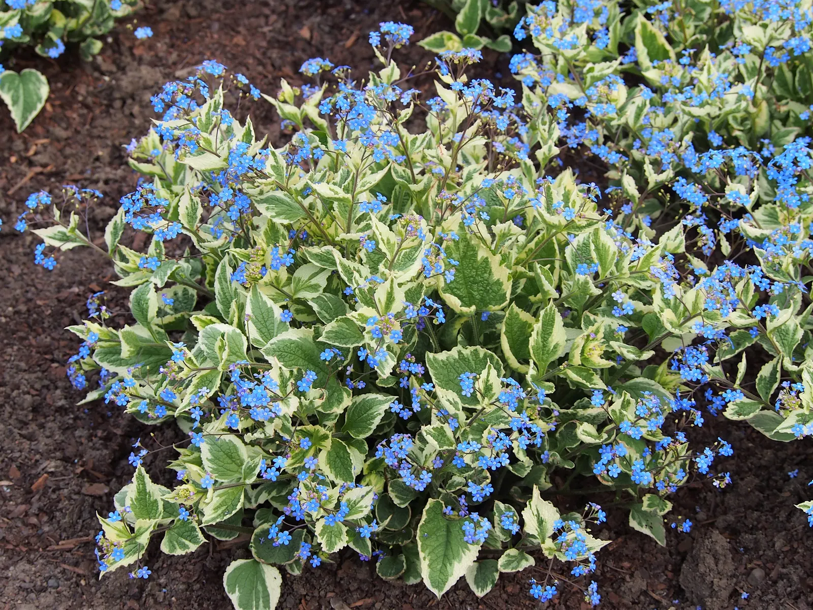 Siberian Bugloss (Brunnera Macrophylla) — or as border fronts for an enchanting aesthetic