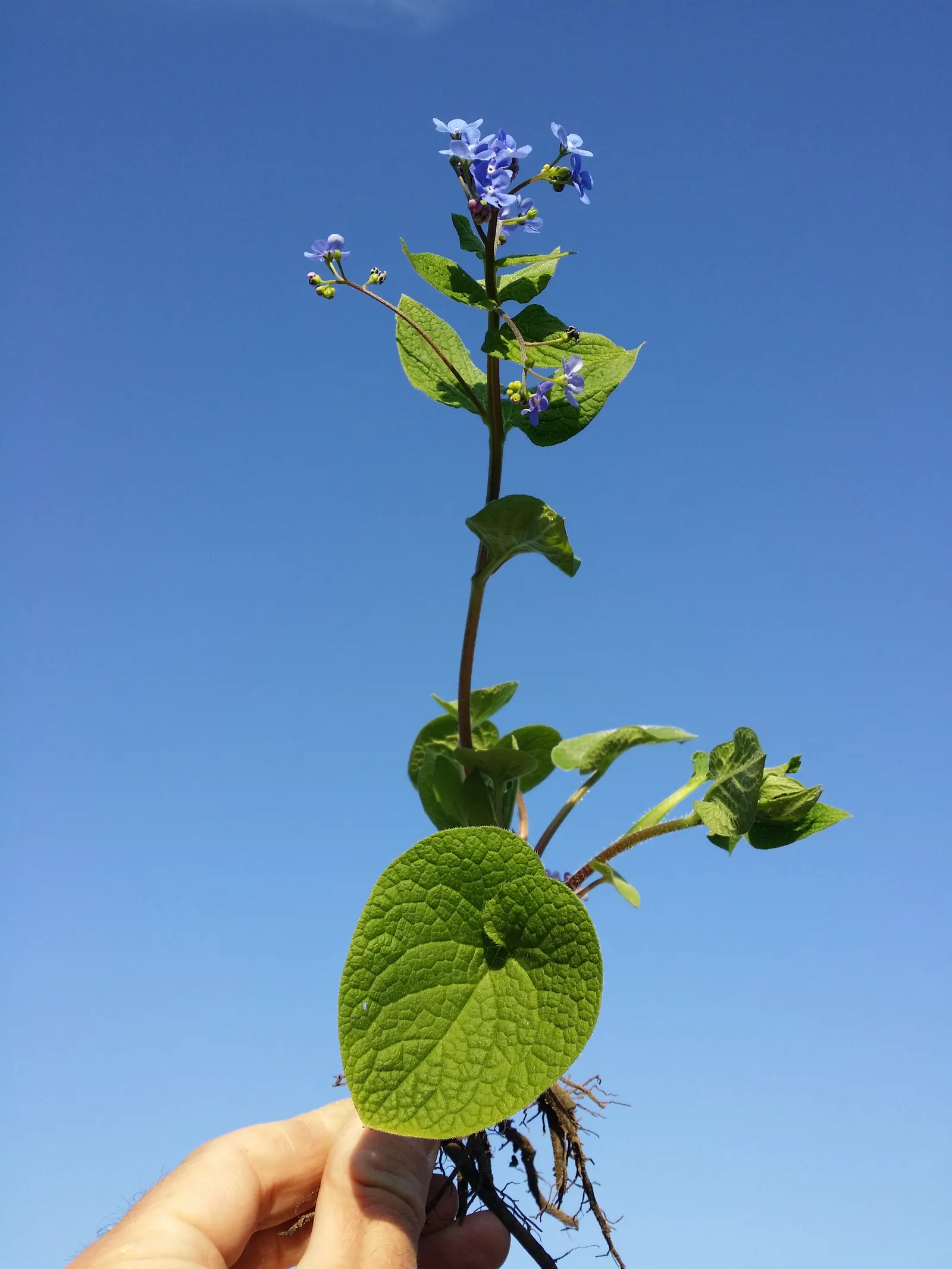 Siberian Bugloss (Brunnera Macrophylla) — serene ambiance and will interest visitors with its visual appeal and durability; commonly known as Siberian Bugloss