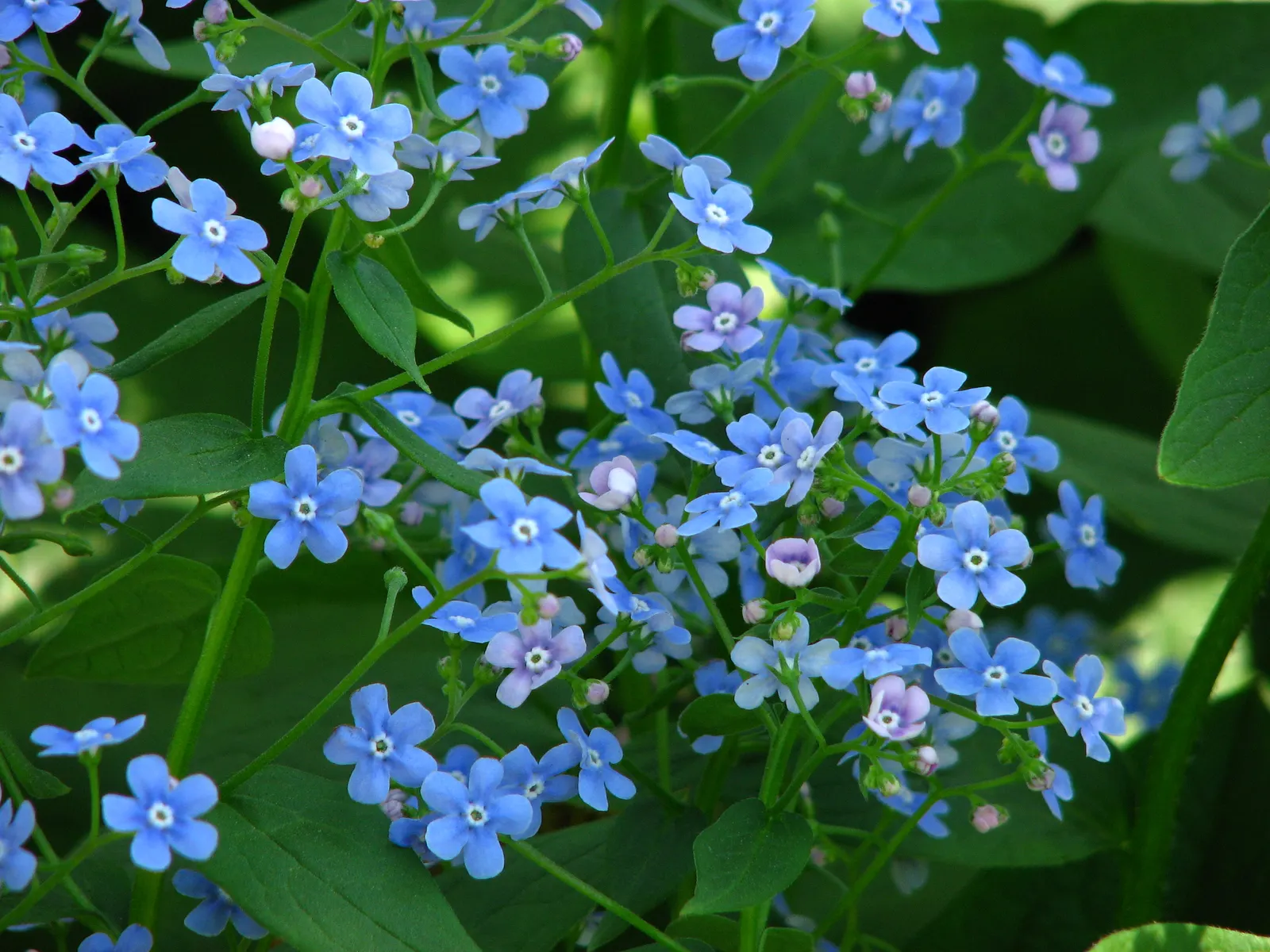 Siberian Bugloss (Brunnera Macrophylla) — Requires moist, well-drained soil; ground cover / perennial for deep shade or shade, image 79