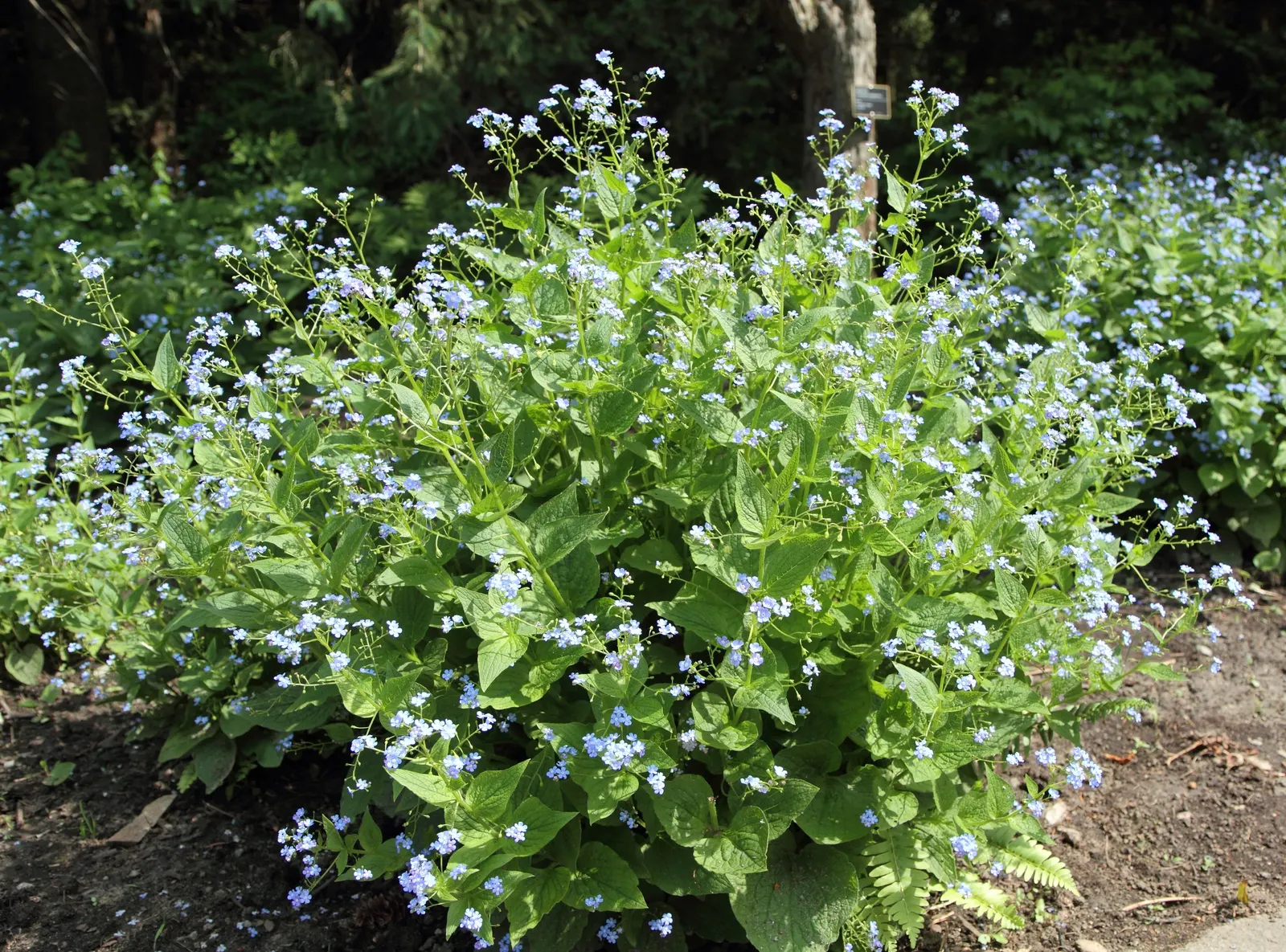 Siberian Bugloss (Brunnera Macrophylla) — this plant can be an excellent addition to city gardens; remarkable for its foliage texture, it's ideal, image 69