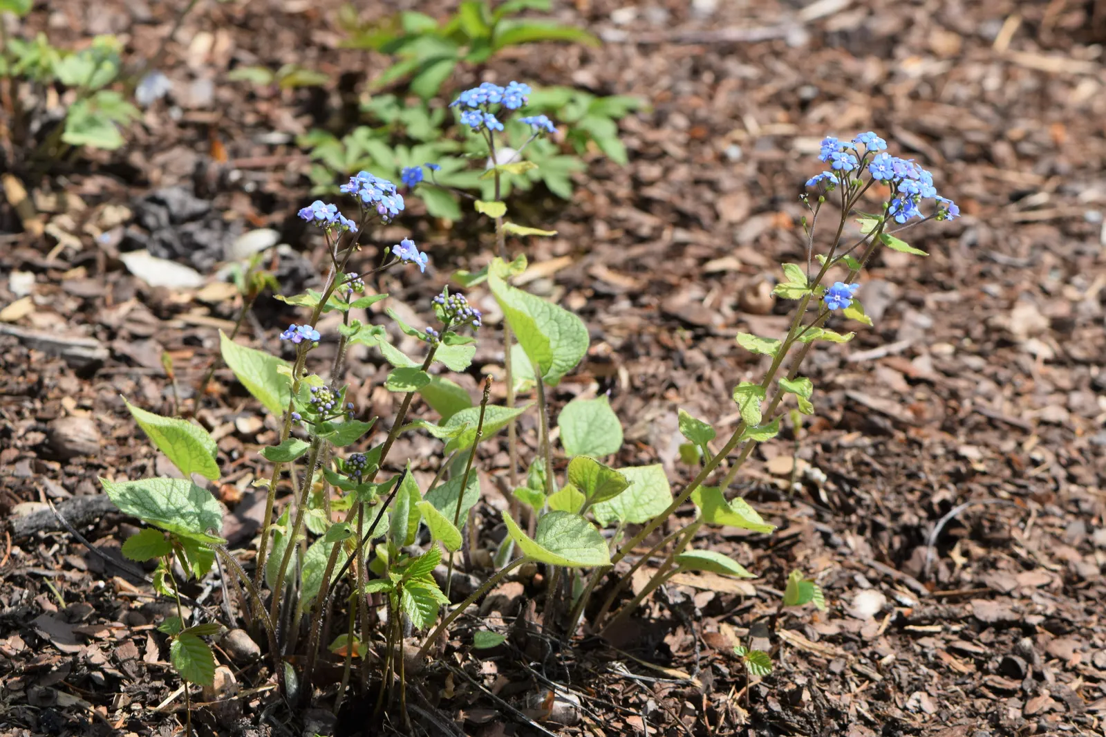 Siberian Bugloss (Brunnera Macrophylla) — Its lush foliage and cobalt blooms provide a cool; this plant can be an excellent addition to city gardens, image 71