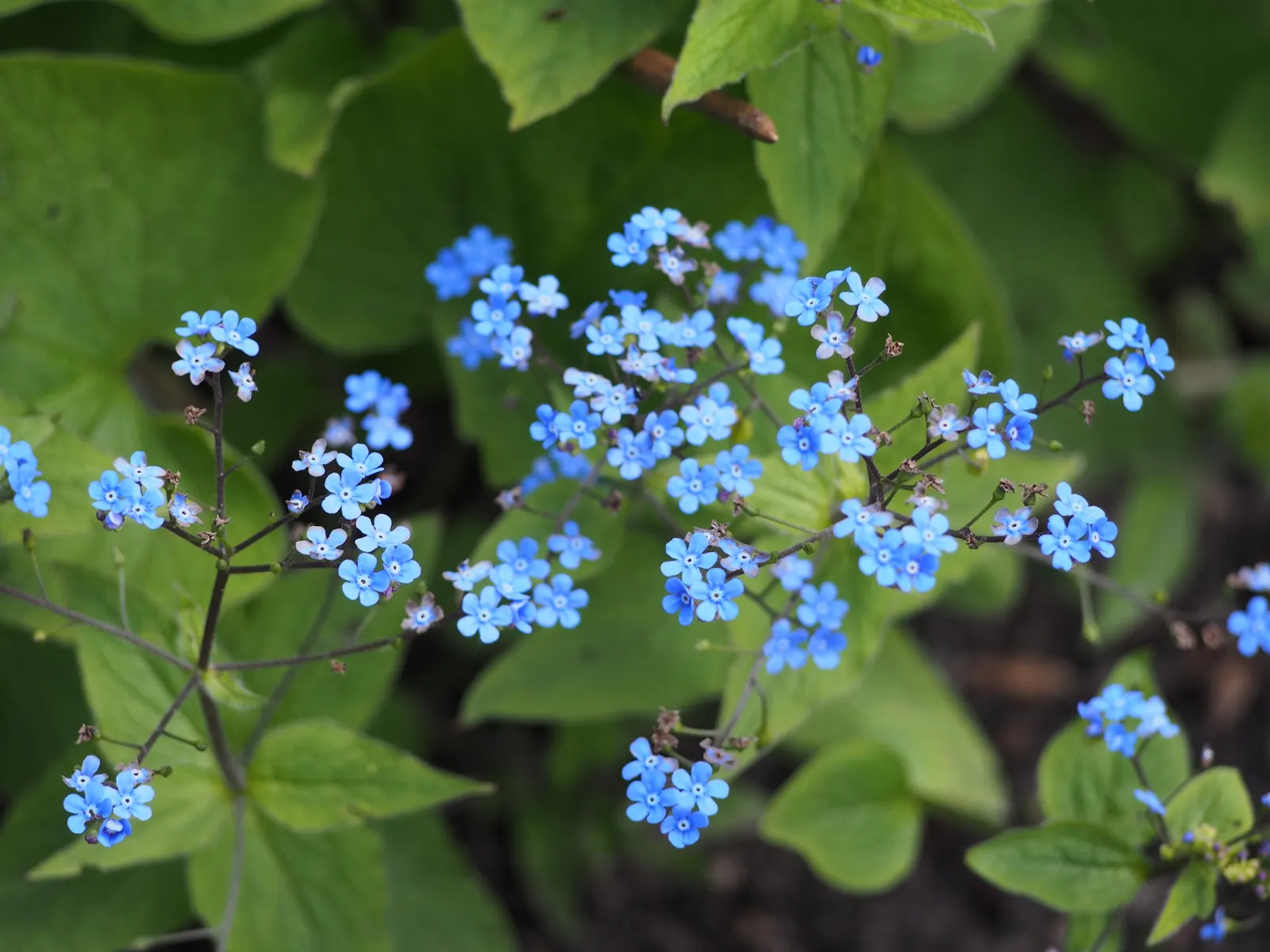 Siberian Bugloss (Brunnera Macrophylla) — typically from April to May; scientifically named Brunnera macrophylla, image 62