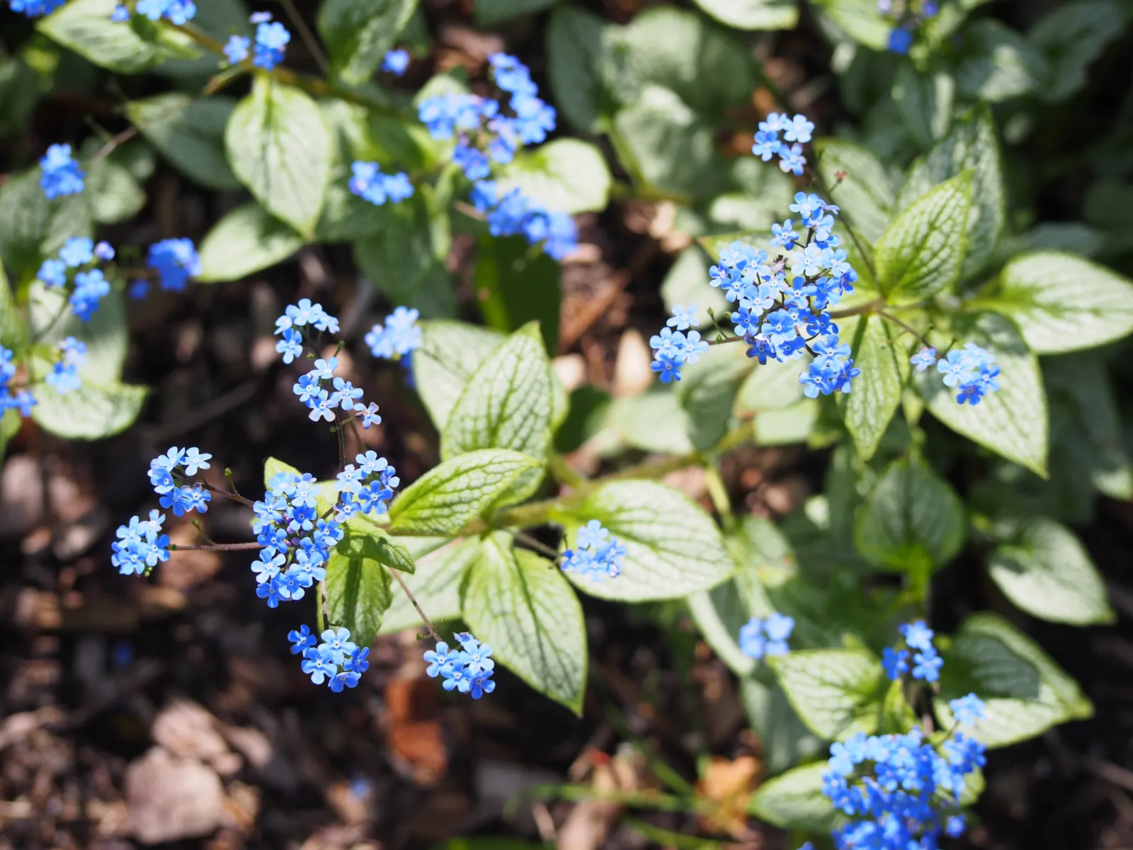 Siberian Bugloss (Brunnera Macrophylla) — Requires moist, well-drained soil; ground cover / perennial for deep shade or shade, image 54