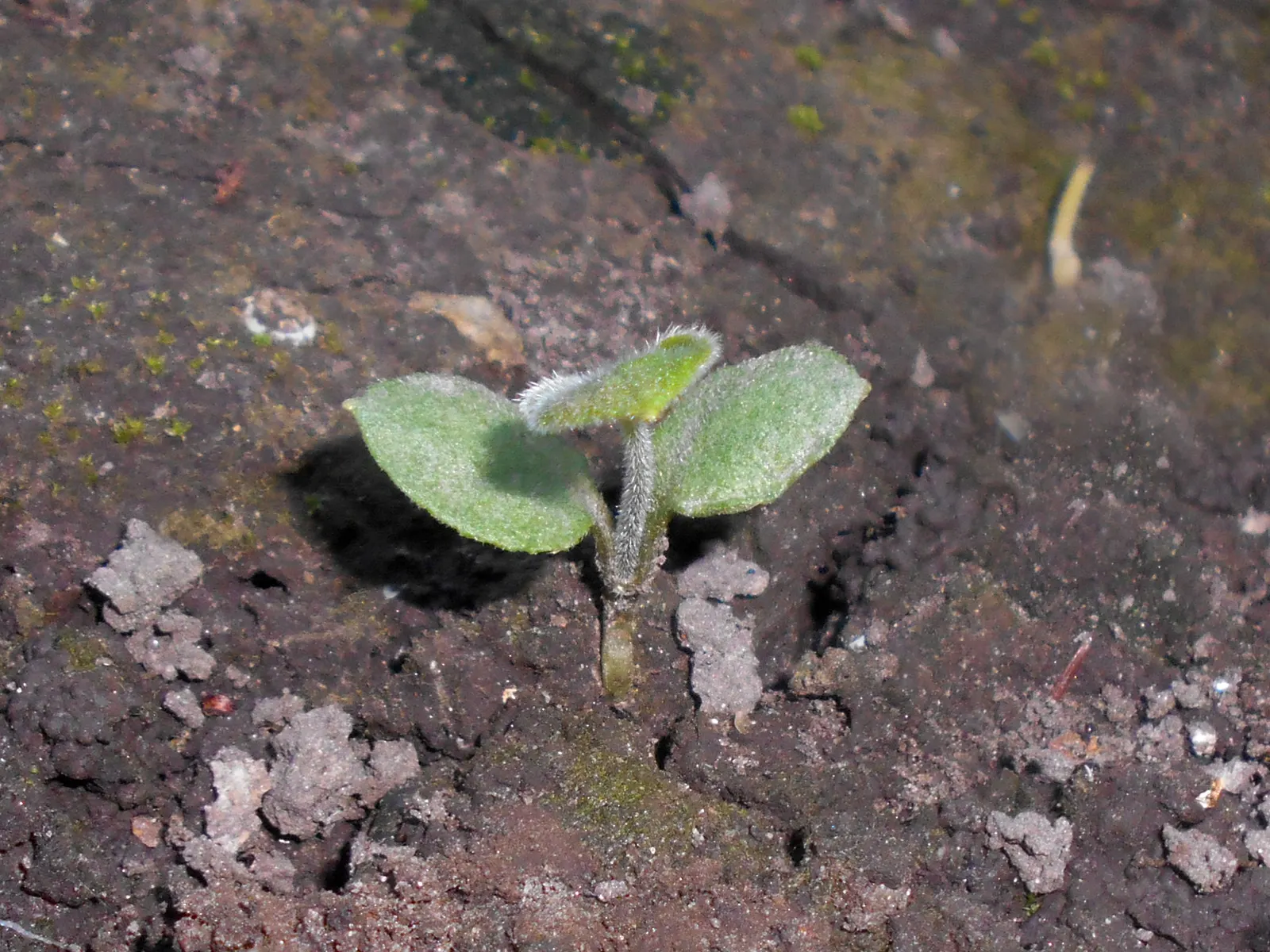 Siberian Bugloss (Brunnera Macrophylla) — Siberian Bugloss requires moist, well-drained soil with ample organic matter