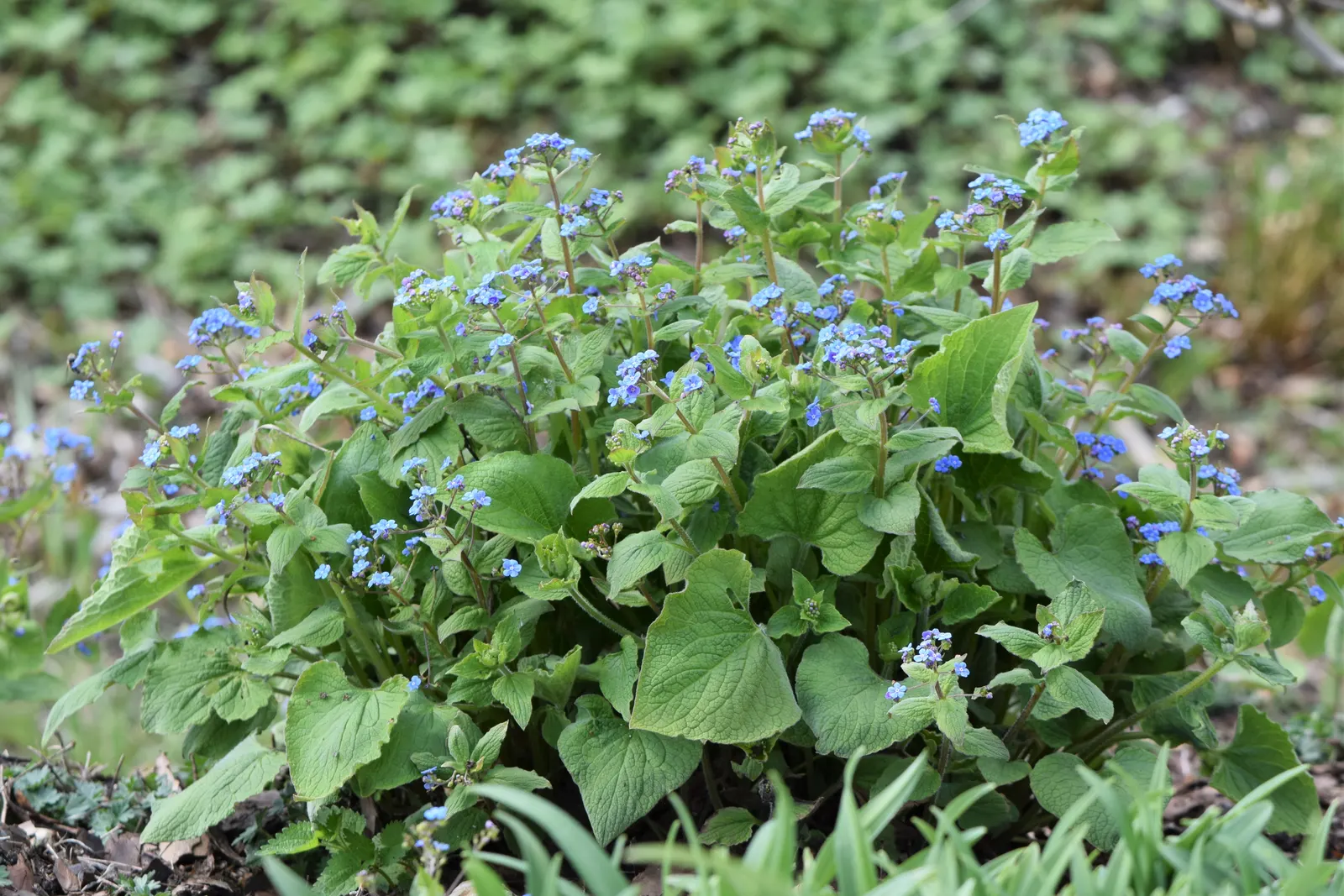 Siberian Bugloss (Brunnera Macrophylla) — Remarkable for its foliage texture, it's ideal for woodland gardens and as a groundcover; with a similar, image 80