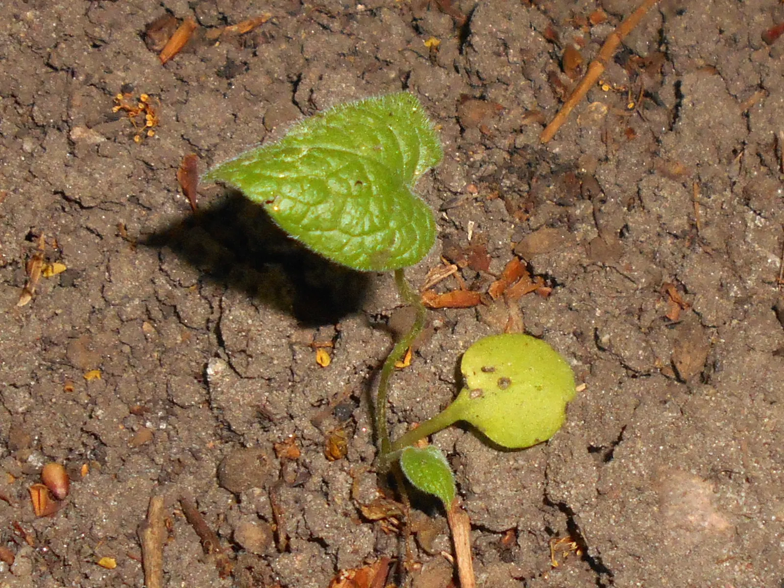 Siberian Bugloss (Brunnera Macrophylla) — ground cover / perennial for deep shade or shade
