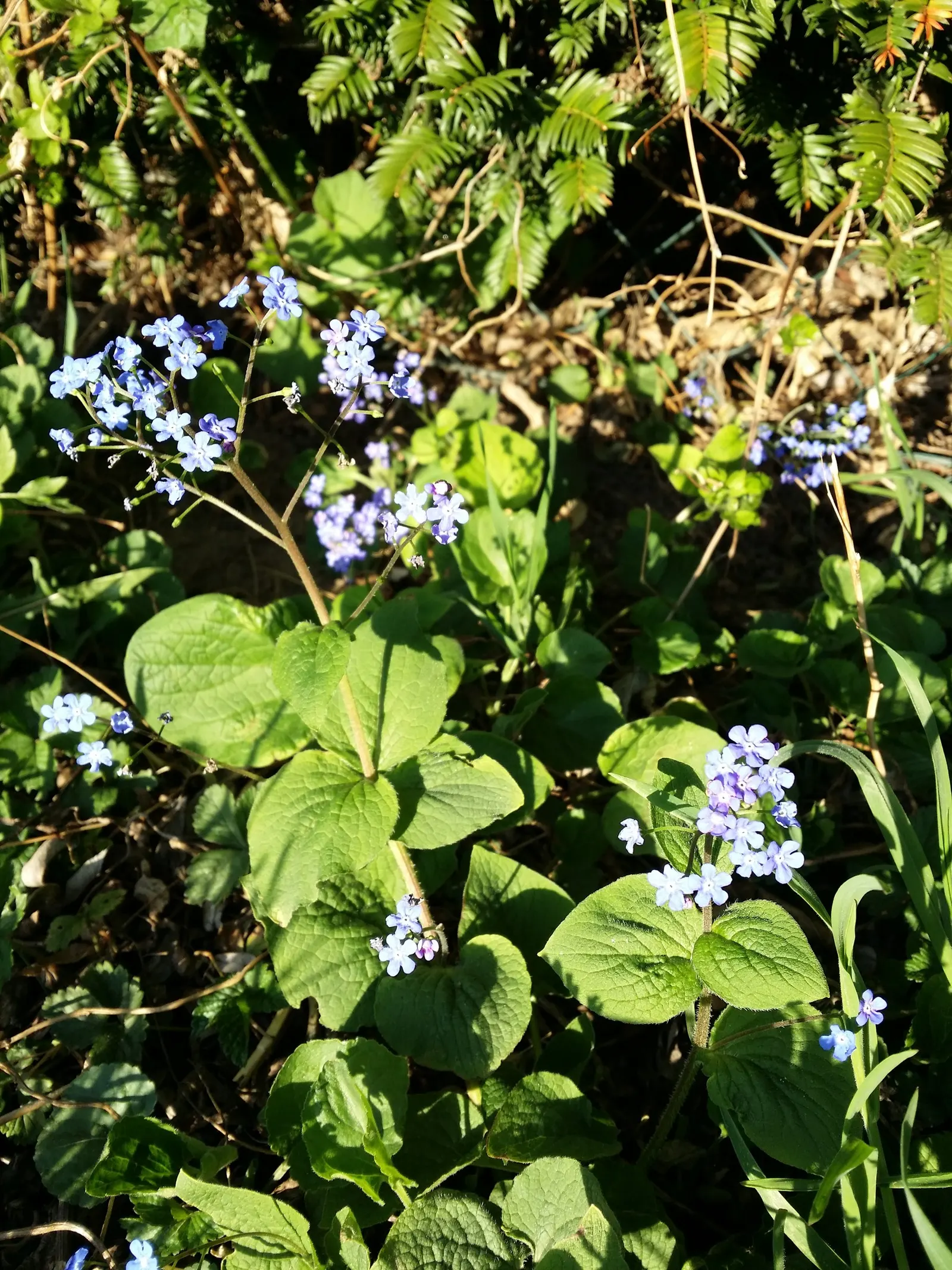 Siberian Bugloss (Brunnera Macrophylla) — providing a charming contrast against the foliage; or as border fronts for an enchanting aesthetic, image 64